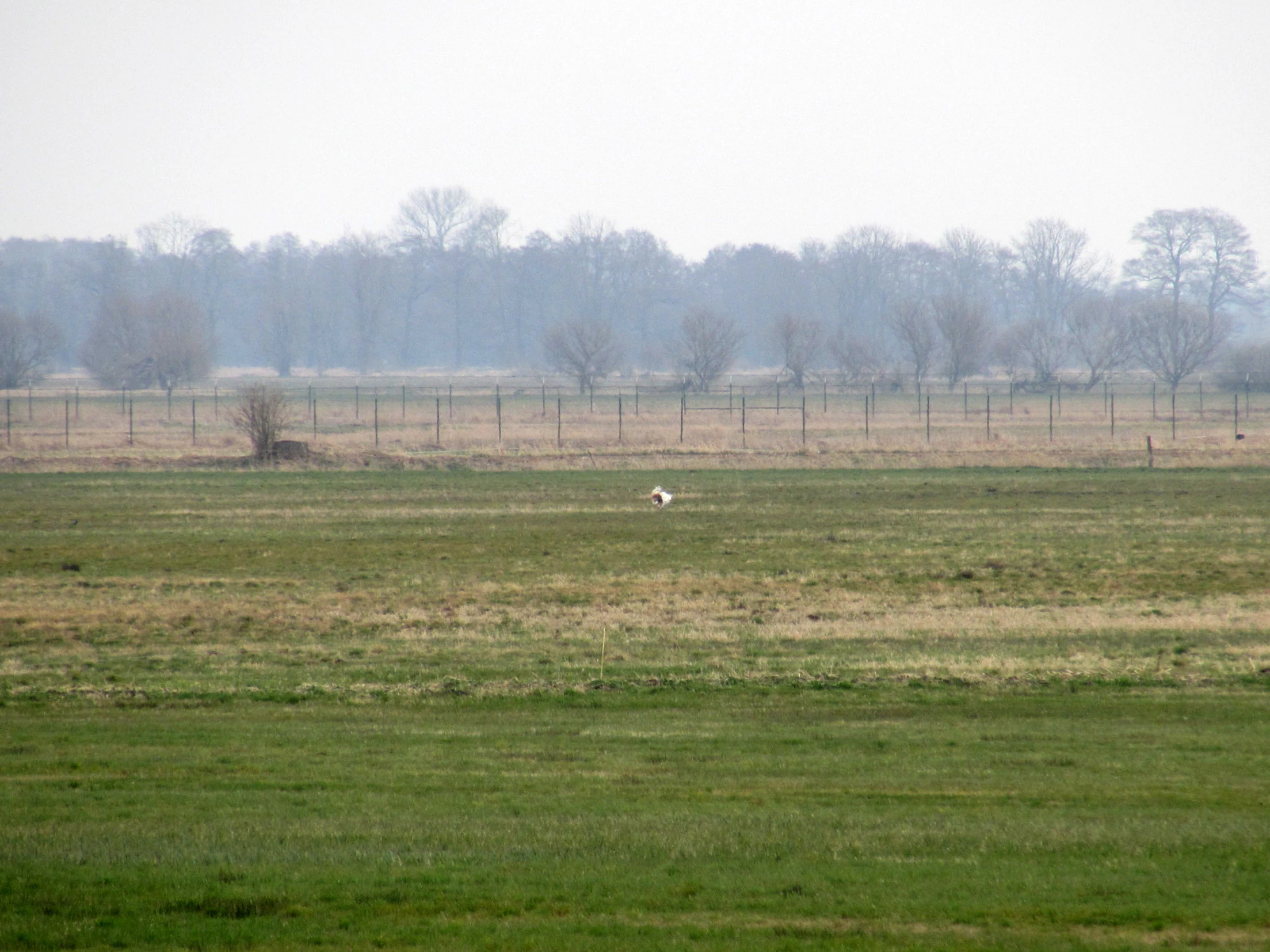 Una toma panorámica de un campo de hierba verde y marrón. Una gran ave blanca solitaria permanece de pie en el centro, a media distancia. Una larga valla cruza horizontalmente la escena, separando el campo de una hilera de árboles sin hojas bajo un cielo pálido y nublado.