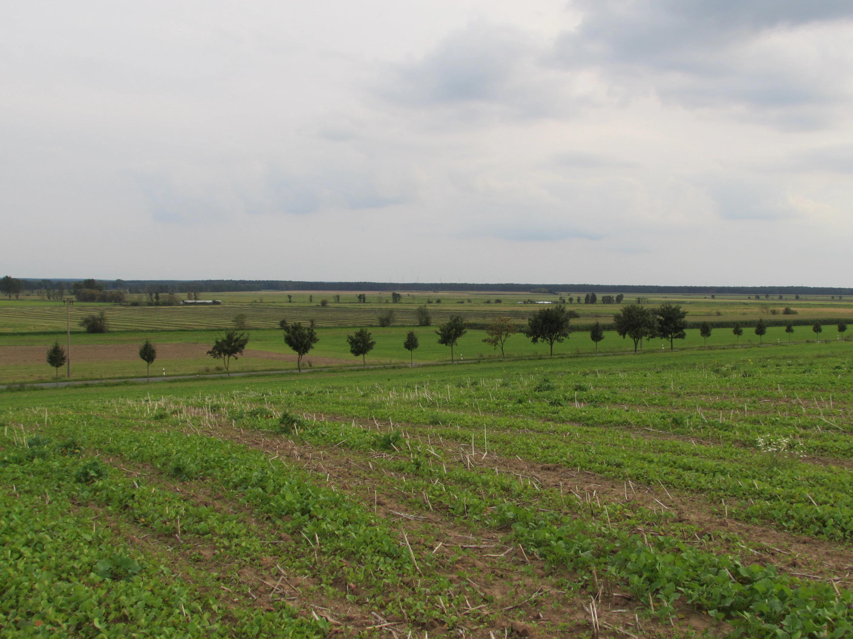 Una toma panorámica de campos agrícolas verdes con hileras de cultivos en primer plano, una línea horizontal de árboles en la distancia media y un cielo gris nublado.