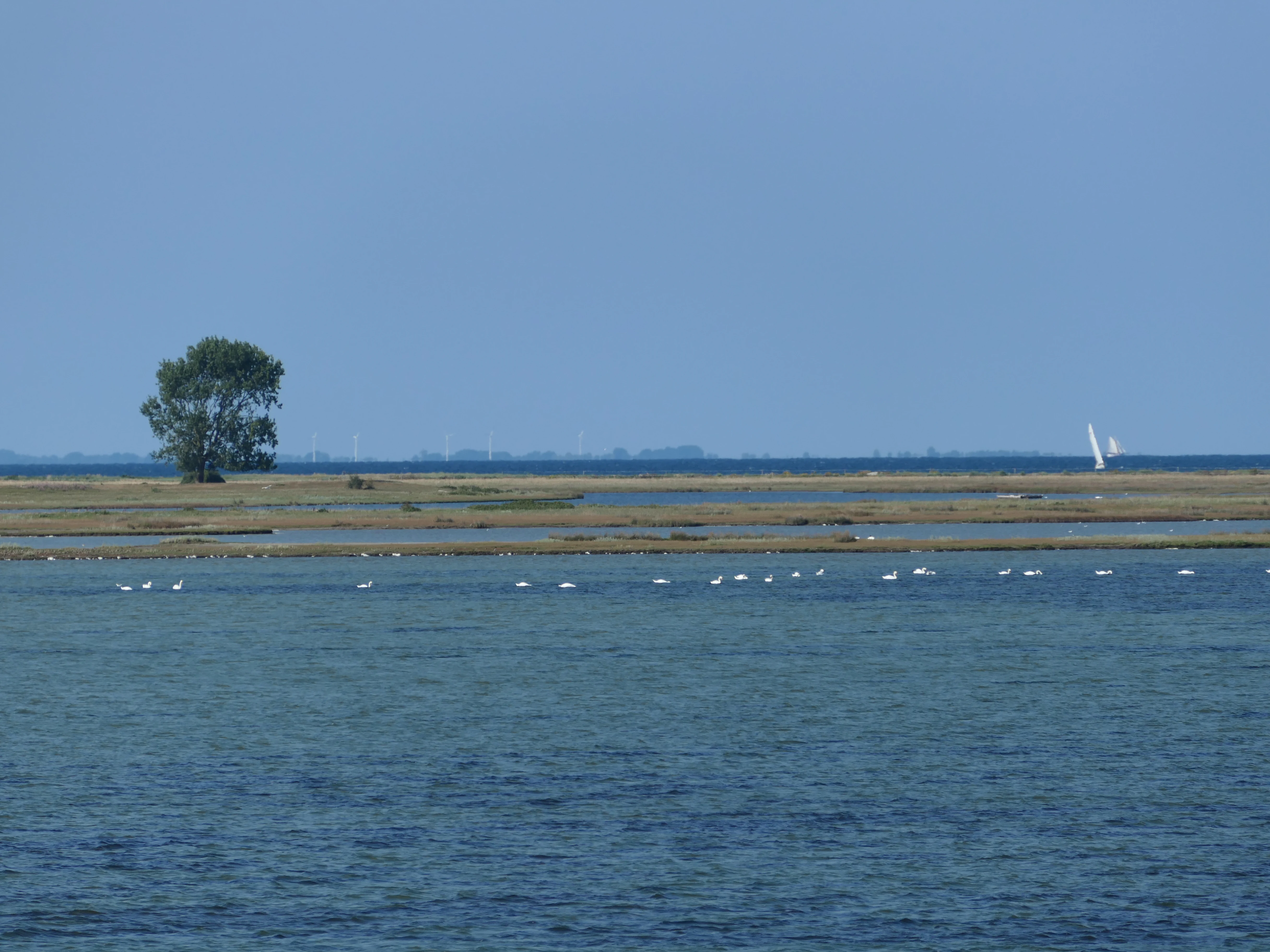 A wide shot of a coastal landscape with a calm blue sea in the foreground and low-lying land with a single tree in the midground; a line of white birds swims near the shore.