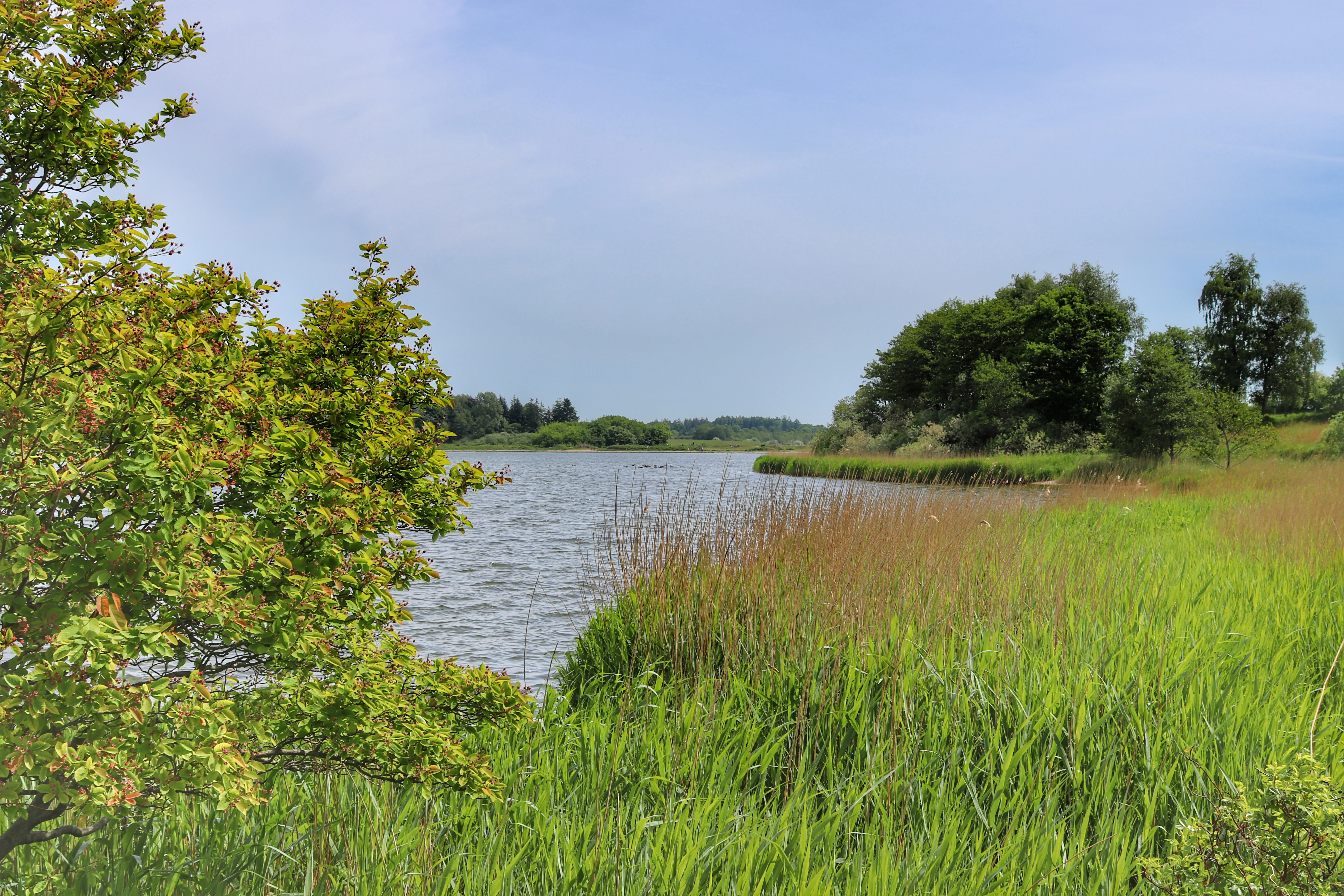 A wide view of the Schlei fjord shoreline with tall green grass, shrubs, and trees along the edge of the calm water.
