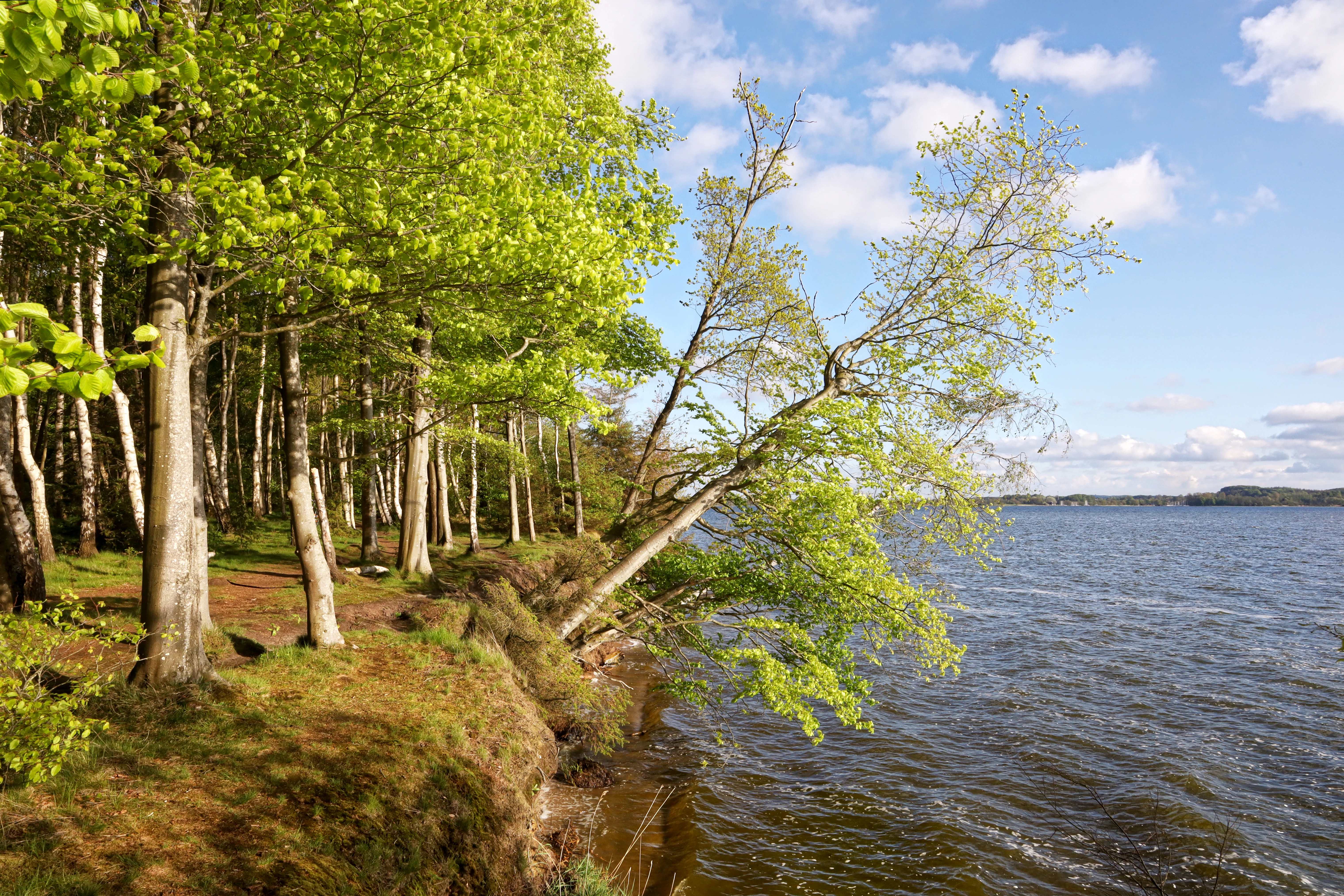 A green forest meeting a steep, eroding coastal cliff that drops down into the water of the Schlei inlet under a bright blue sky.