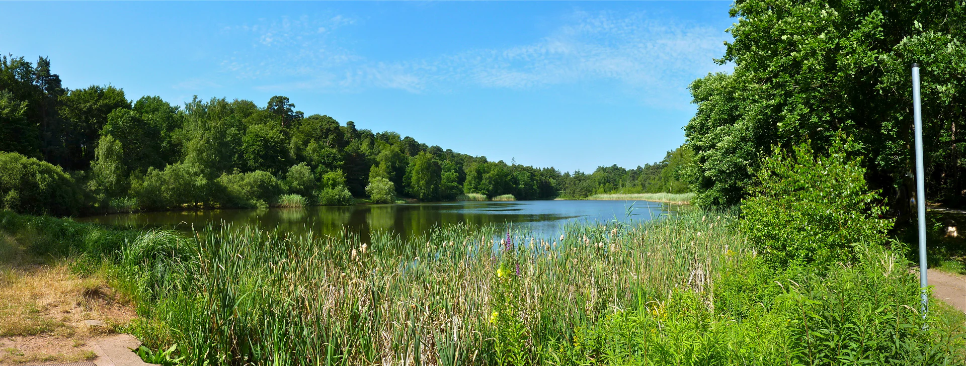 A wide, sunny, panoramic view of a calm lake surrounded by lush green forests and thick reeds along the shoreline.