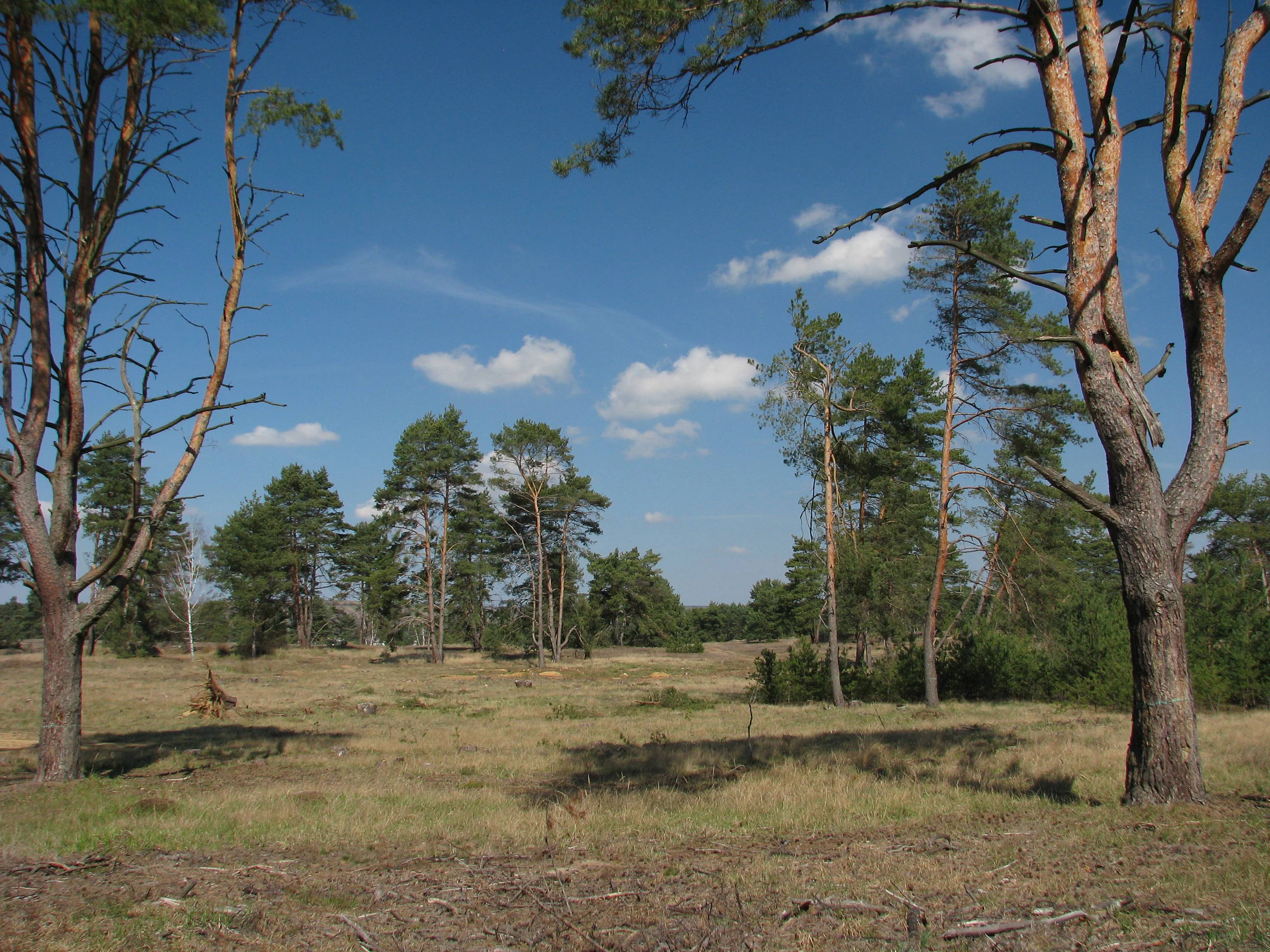 A sparse, sandy landscape with scattered pine trees under a clear blue sky with light clouds, characteristic of the Bzenec military training area.
