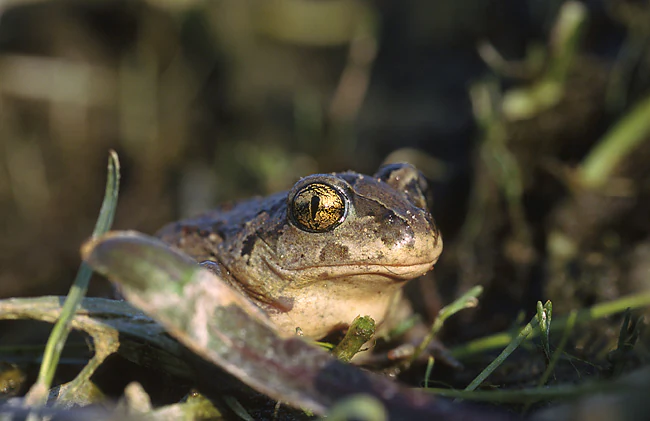 A close up view of a common spadefoot toad with large, prominent eyes nestled in green vegetation.