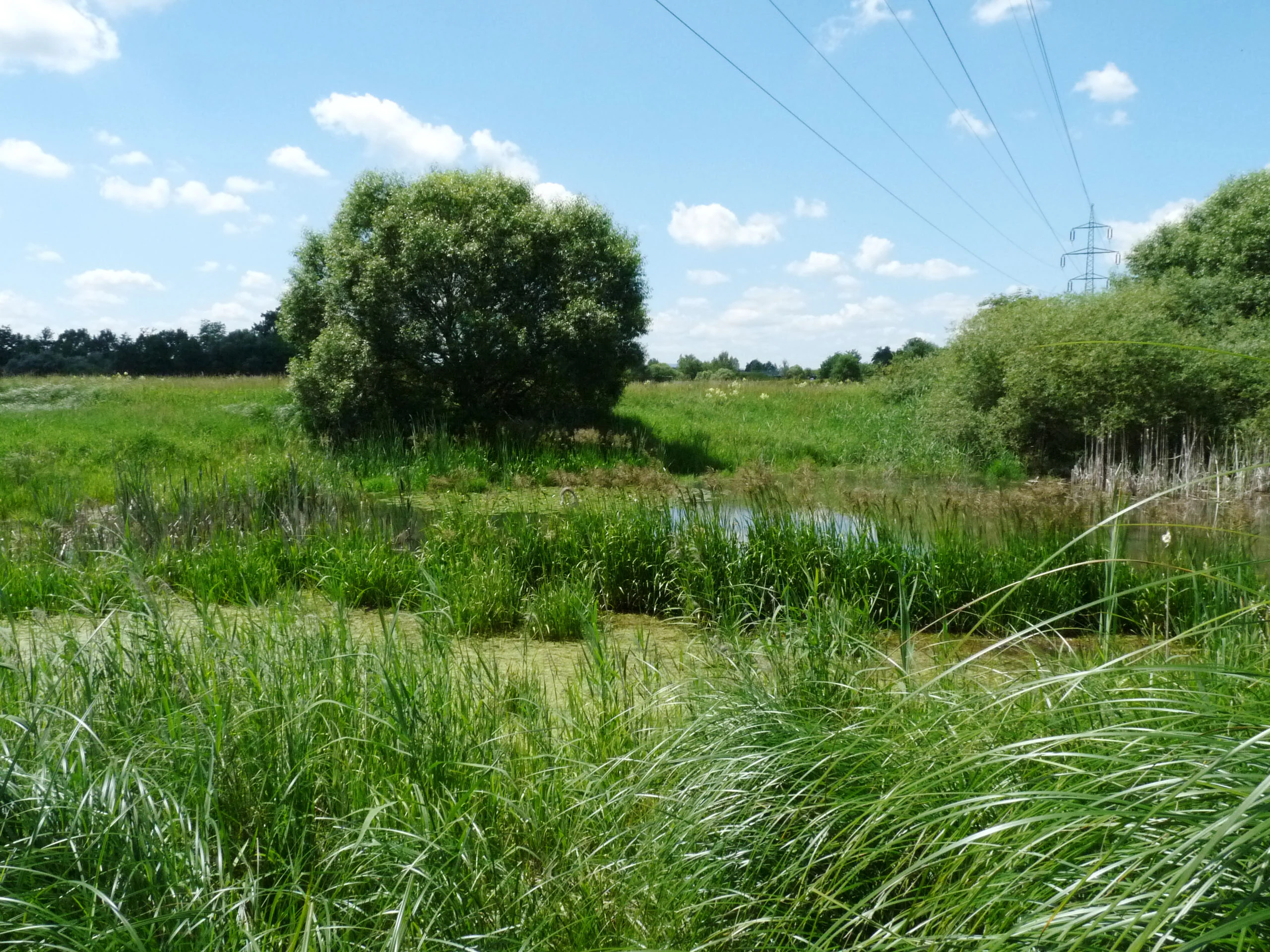 A sunny summer view of a small pond surrounded by tall grasses and reeds, with a large tree in the center and electrical transmission lines visible in the background.