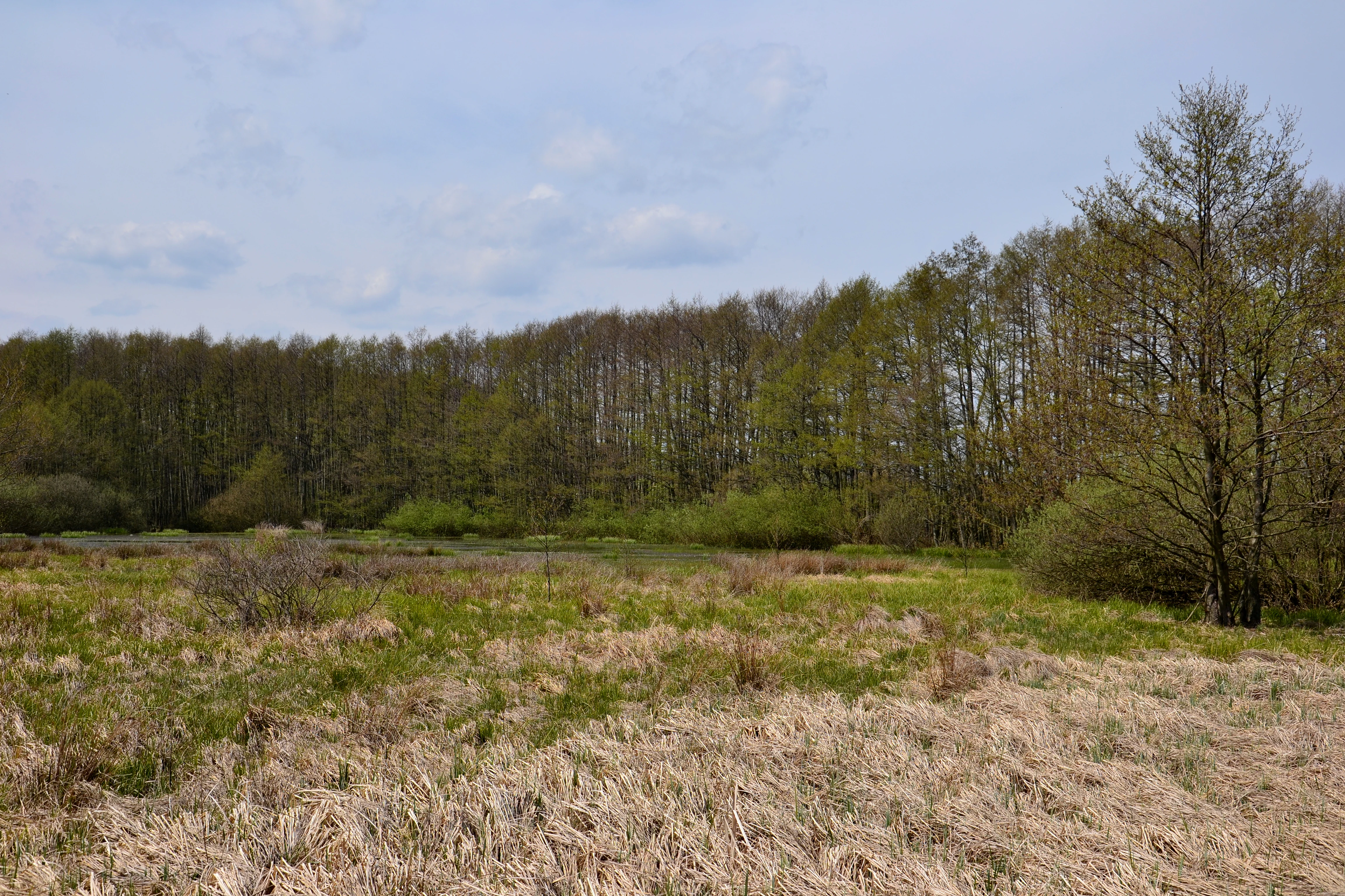 A wide shot of a wetland area with dried grasses in the foreground and a line of trees in the background under a blue sky.