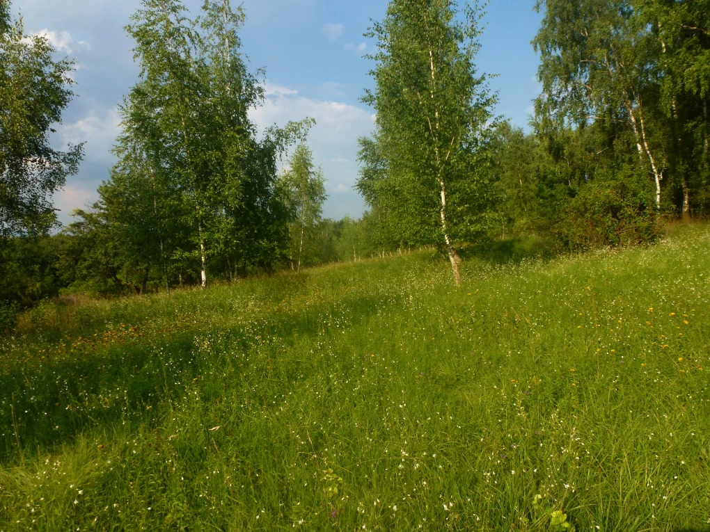 A meadow covered in tall green grass and small wildflowers, dotted with scattered white-barked birch trees under a partly cloudy sky.