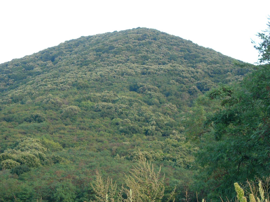Dense forest-covered mountain peak under a clear sky