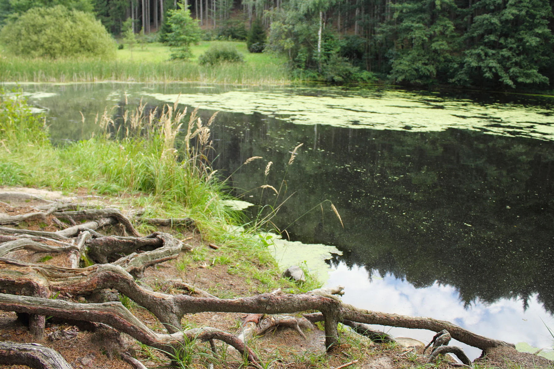 Exposed tree roots in the foreground overlooking a pond with green algae and reeds, backed by dense forest.