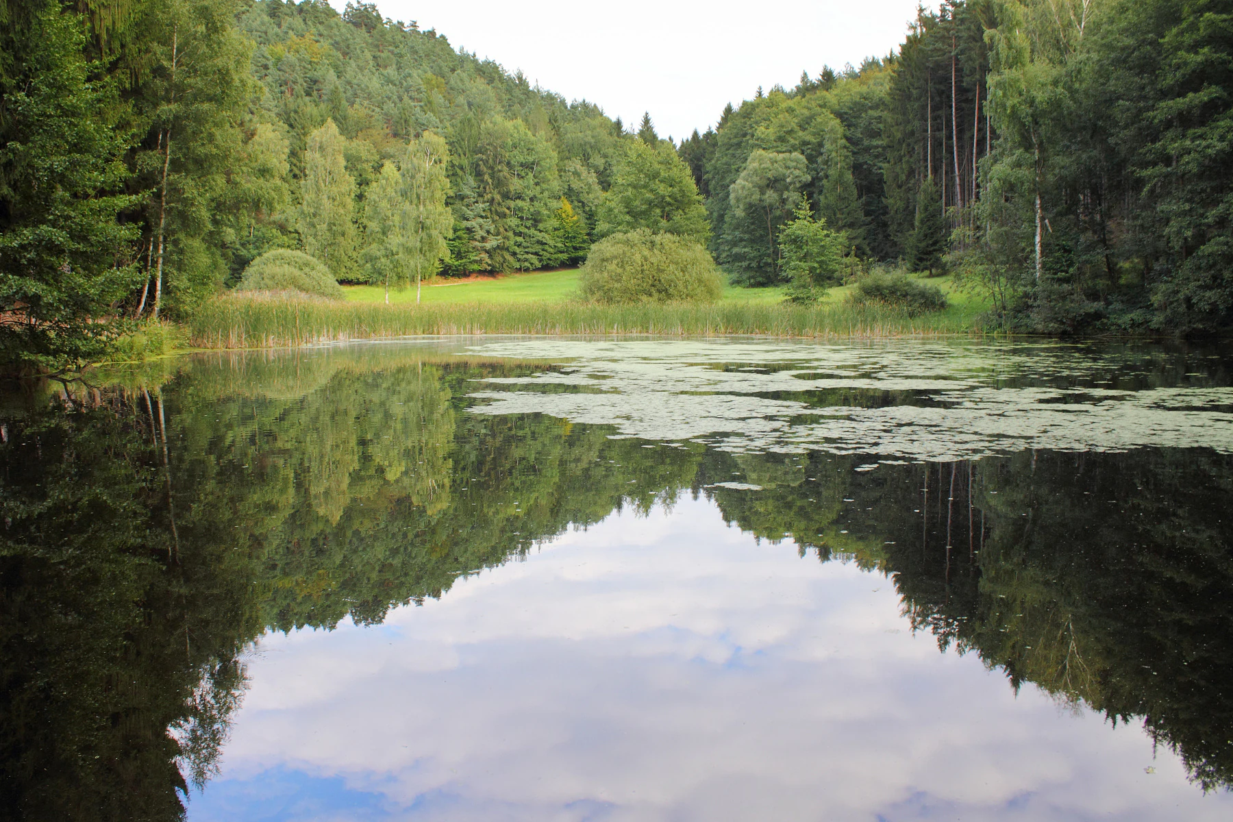 A peaceful, still pond reflecting the surrounding trees and cloudy sky, with a grassy meadow and forest in the background.