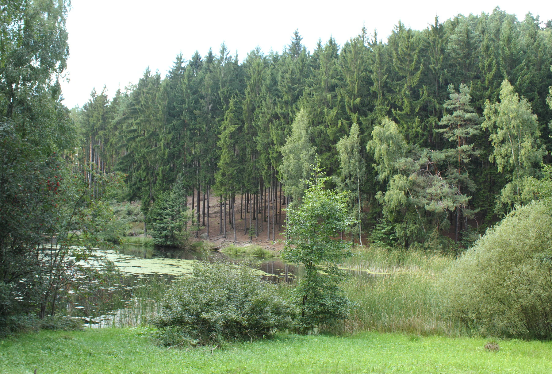 A landscape view of a small pond surrounded by a dense mixed forest and tall grasses on an overcast day in Vústra, Czech Republic.