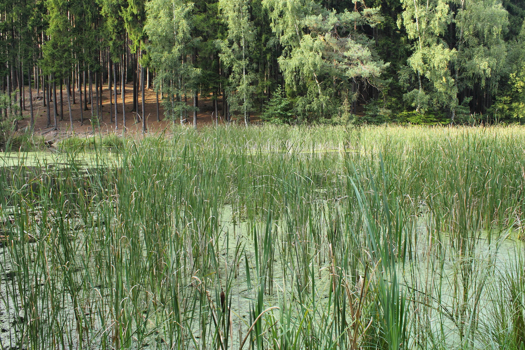 A green, pond-like wetland covered with aquatic vegetation and tall reeds, backed by a dense forest of evergreen and deciduous trees.