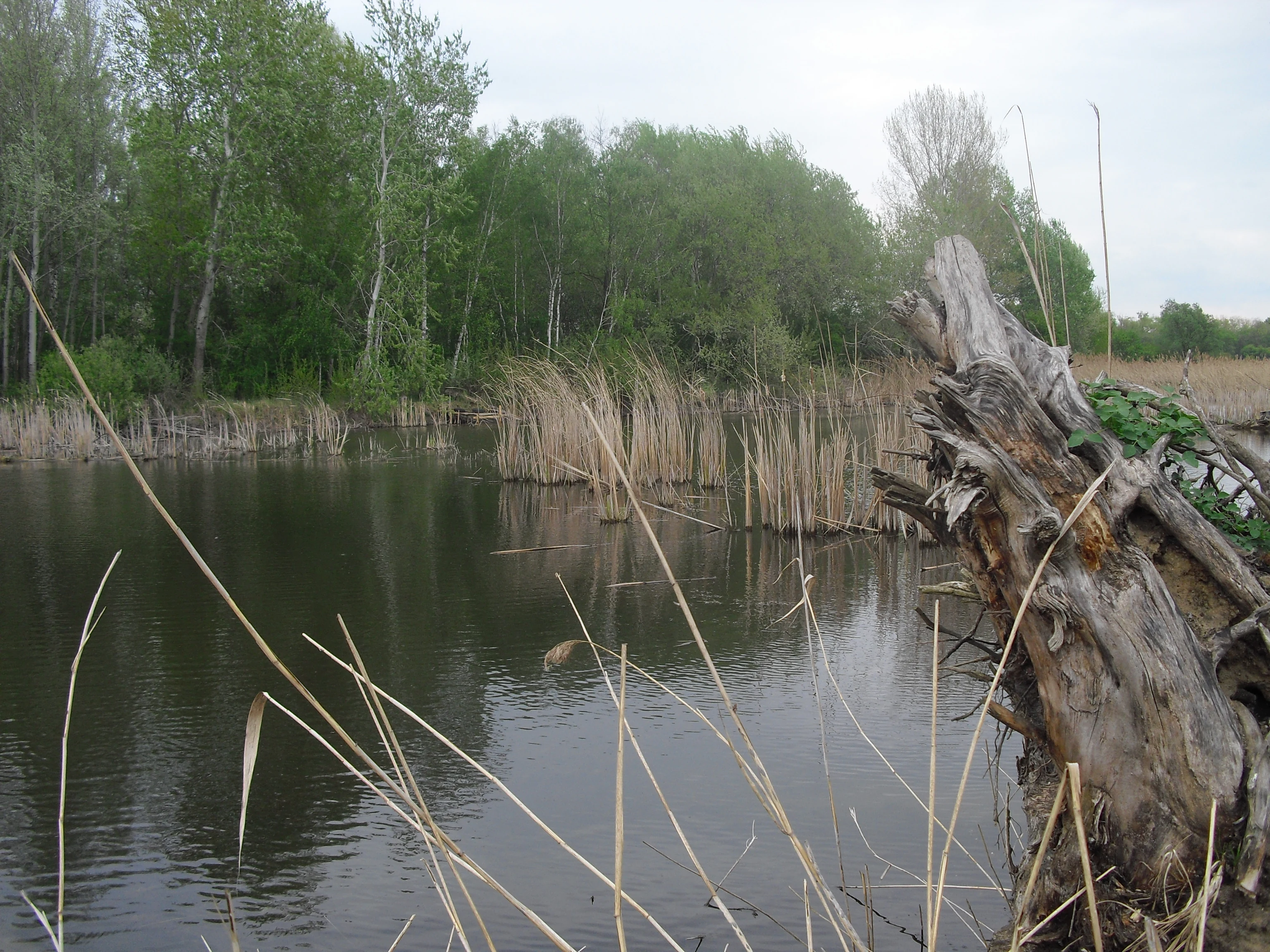 A wetland landscape showing a calm body of water with reeds and a large dead tree trunk in the foreground, backed by a line of green trees under an overcast sky.