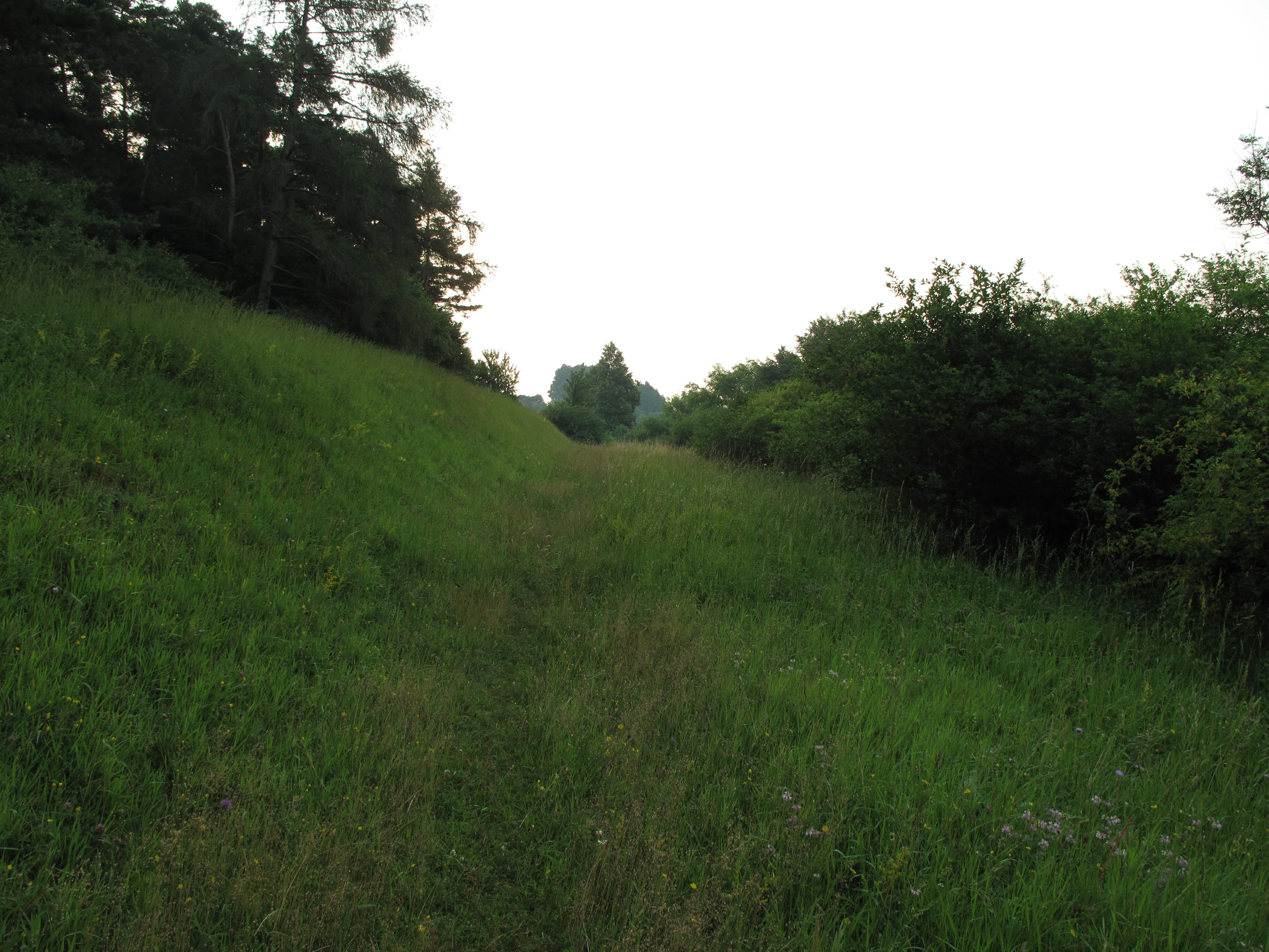A slightly overgrown grassy path or clearing bordered by trees on the left and dense shrubs on the right at Výří vrch.