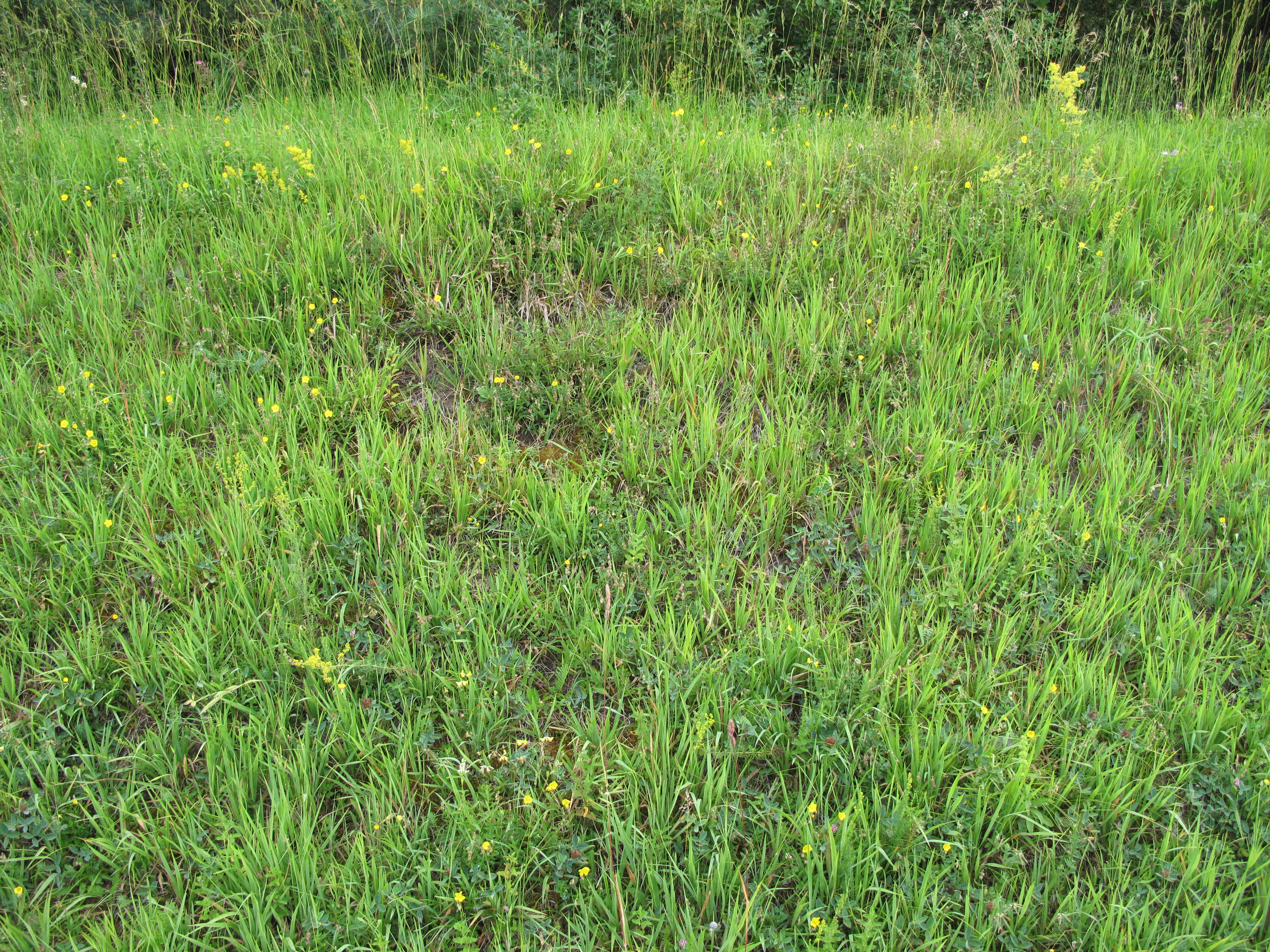 A close-up view of a grassy meadow featuring tall green grasses and scattered small yellow wildflowers.
