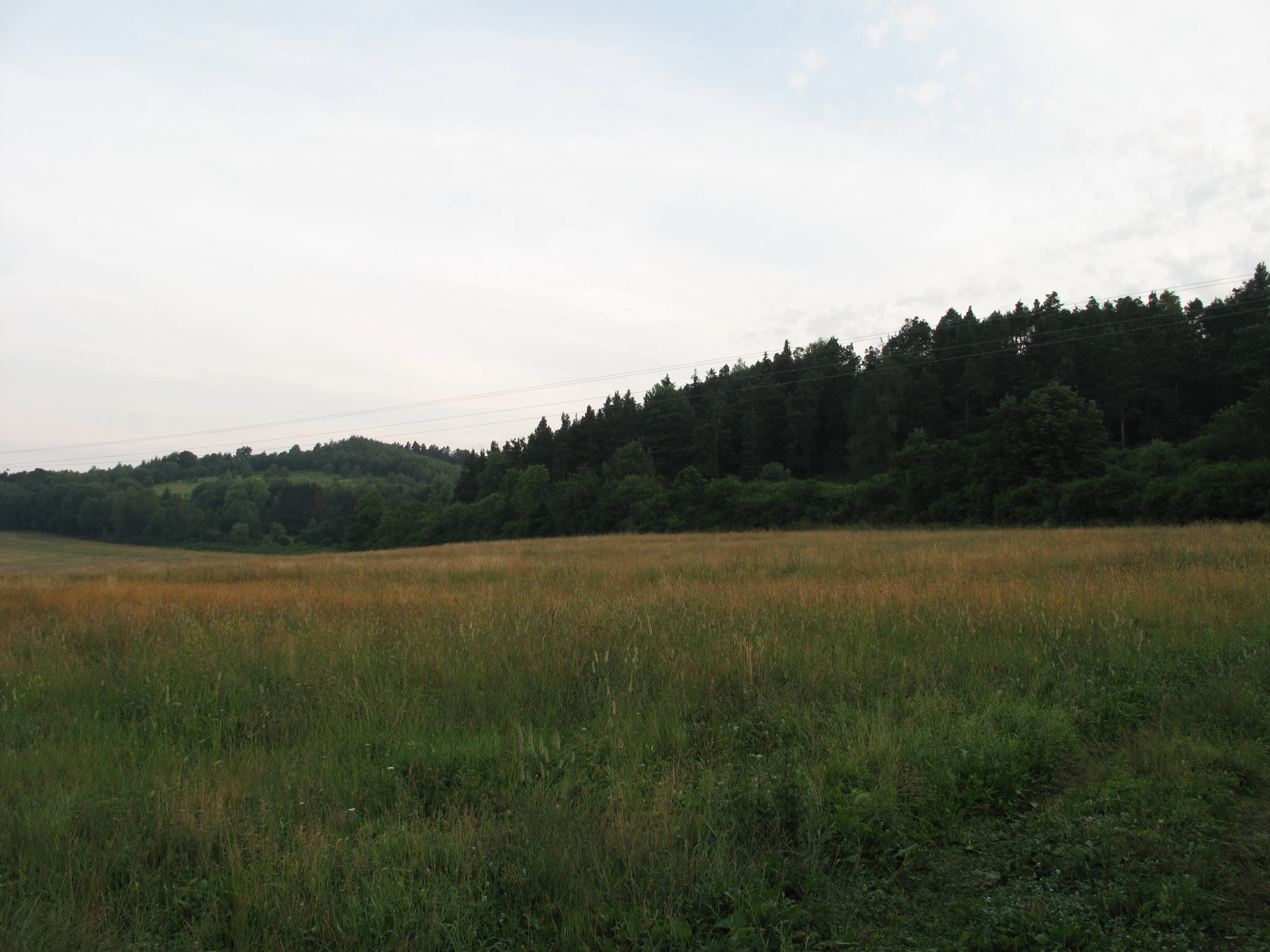 A wide view of an open, grassy field in the foreground leading up to a densely forested hillside under an overcast sky.