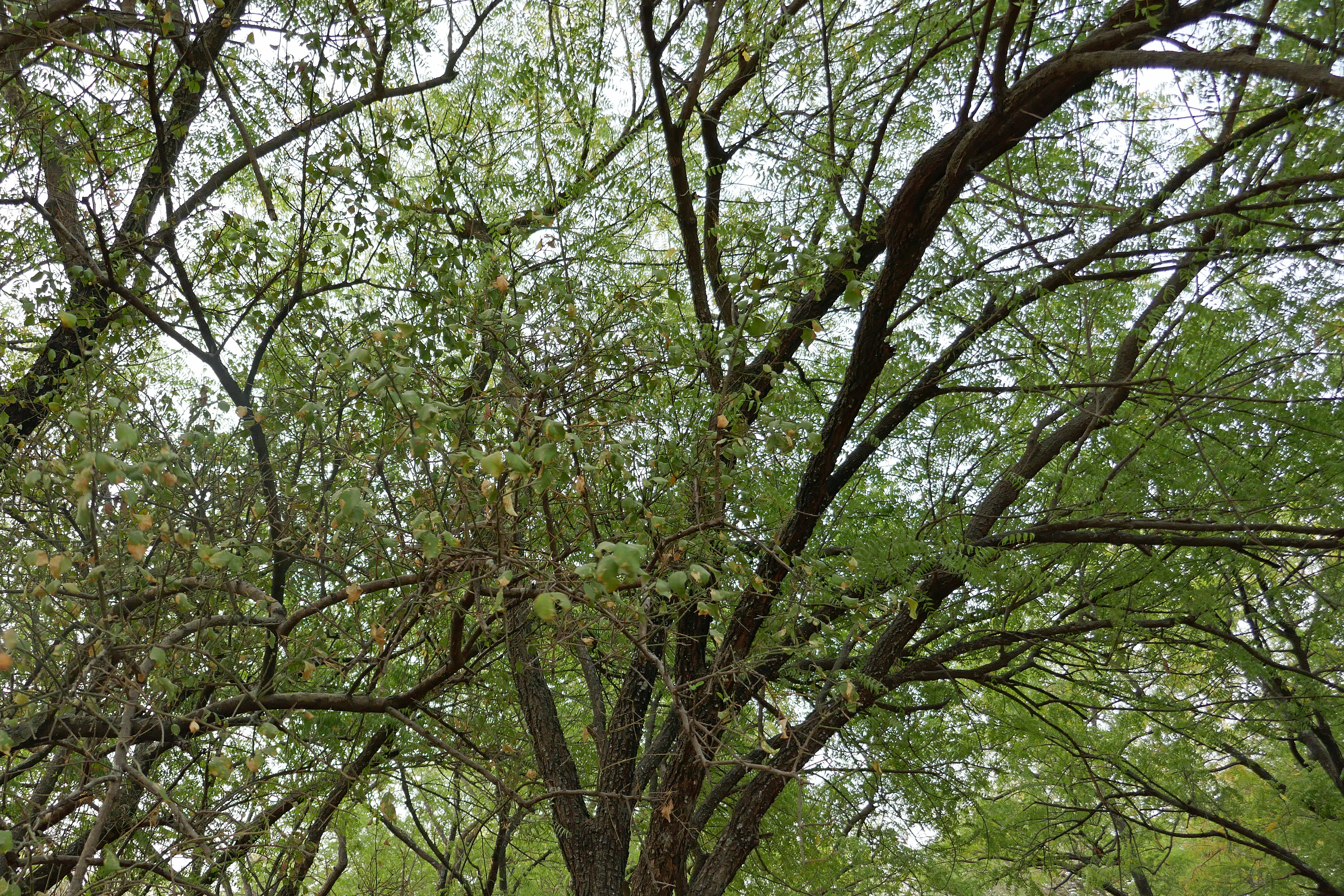 A low-angle view looking up into the canopy of a Balanites aegyptiaca tree, showing dark, textured branches and small green leaves.