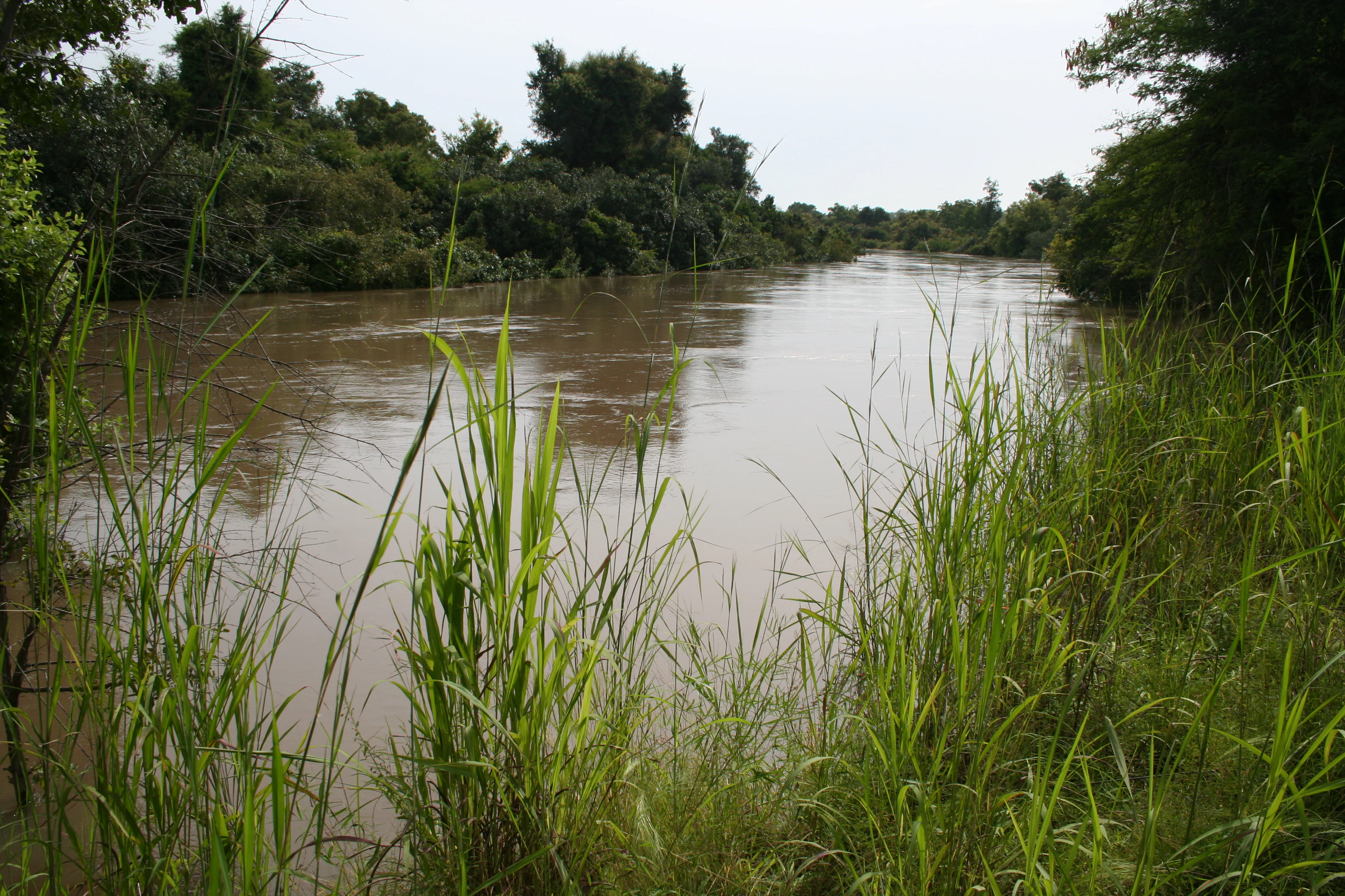 A wide, murky river flows through a dense forest under a cloudy sky, with tall grasses in the foreground.