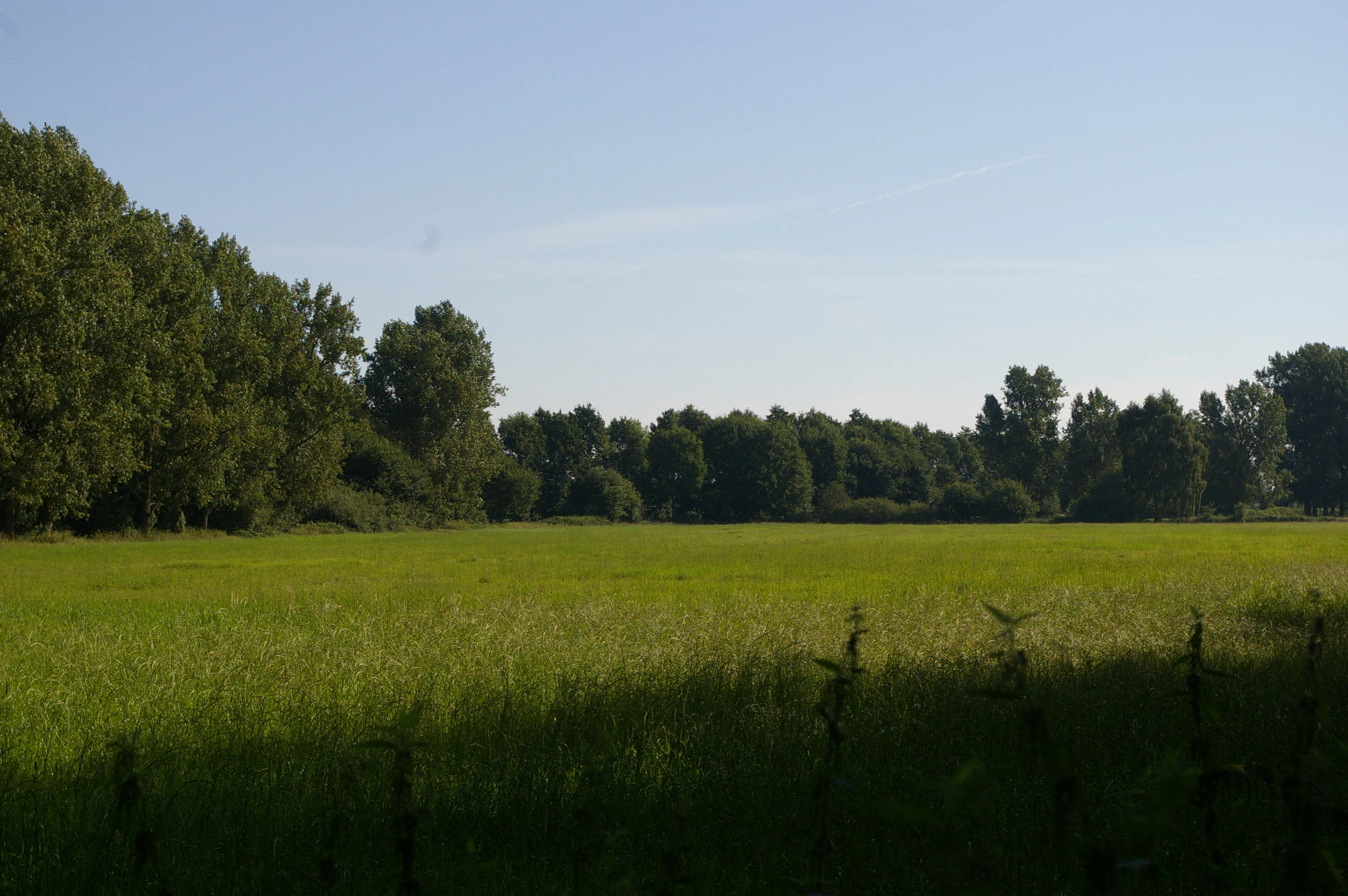 Una vista amplia del paisaje a nivel de los ojos de un campo de hierba verde que bordea una línea densa de árboles bajo un cielo azul pálido y despejado.