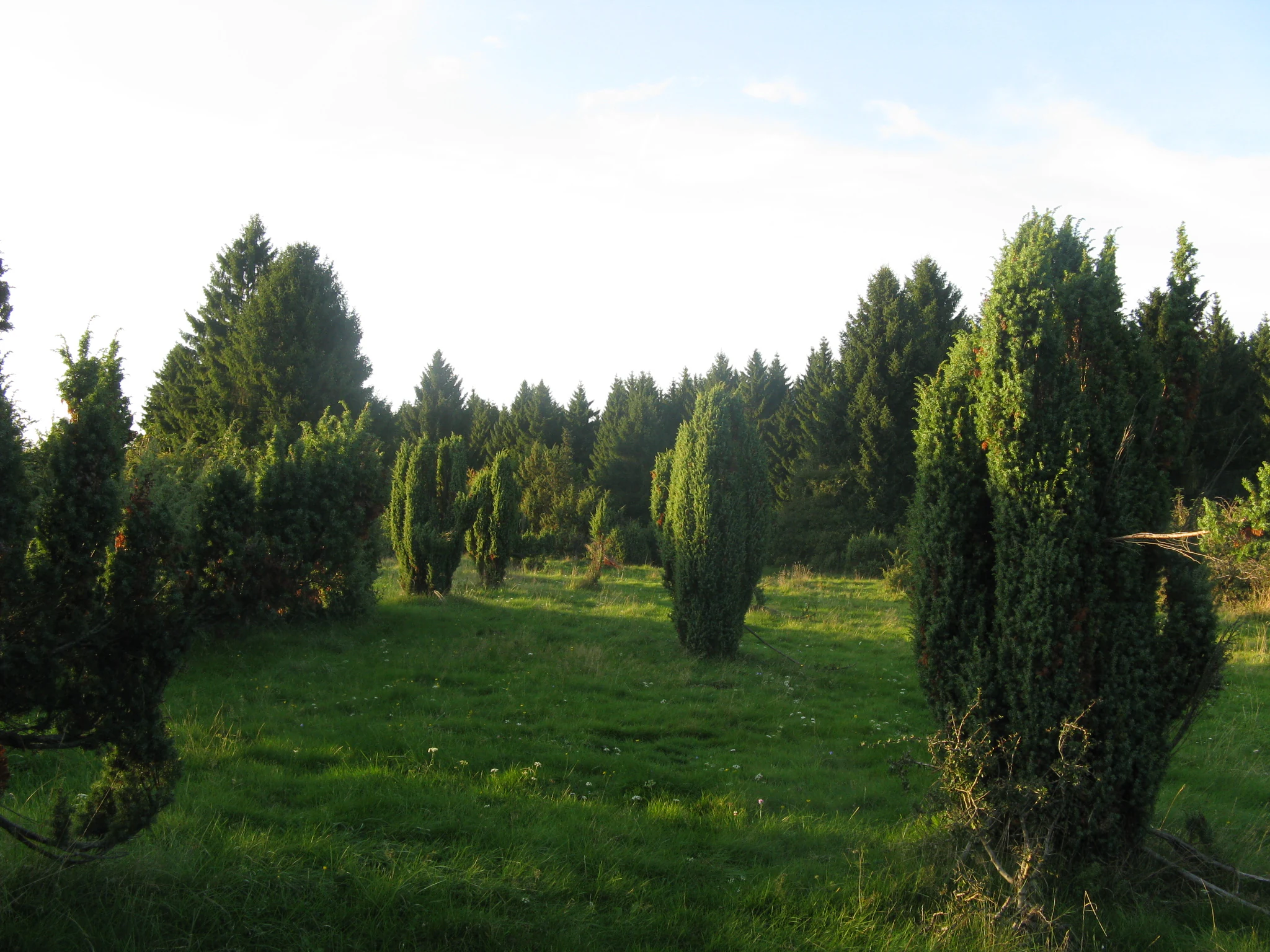 A meadow scattered with upright juniper bushes, backed by a dense conifer forest on a sunny day.