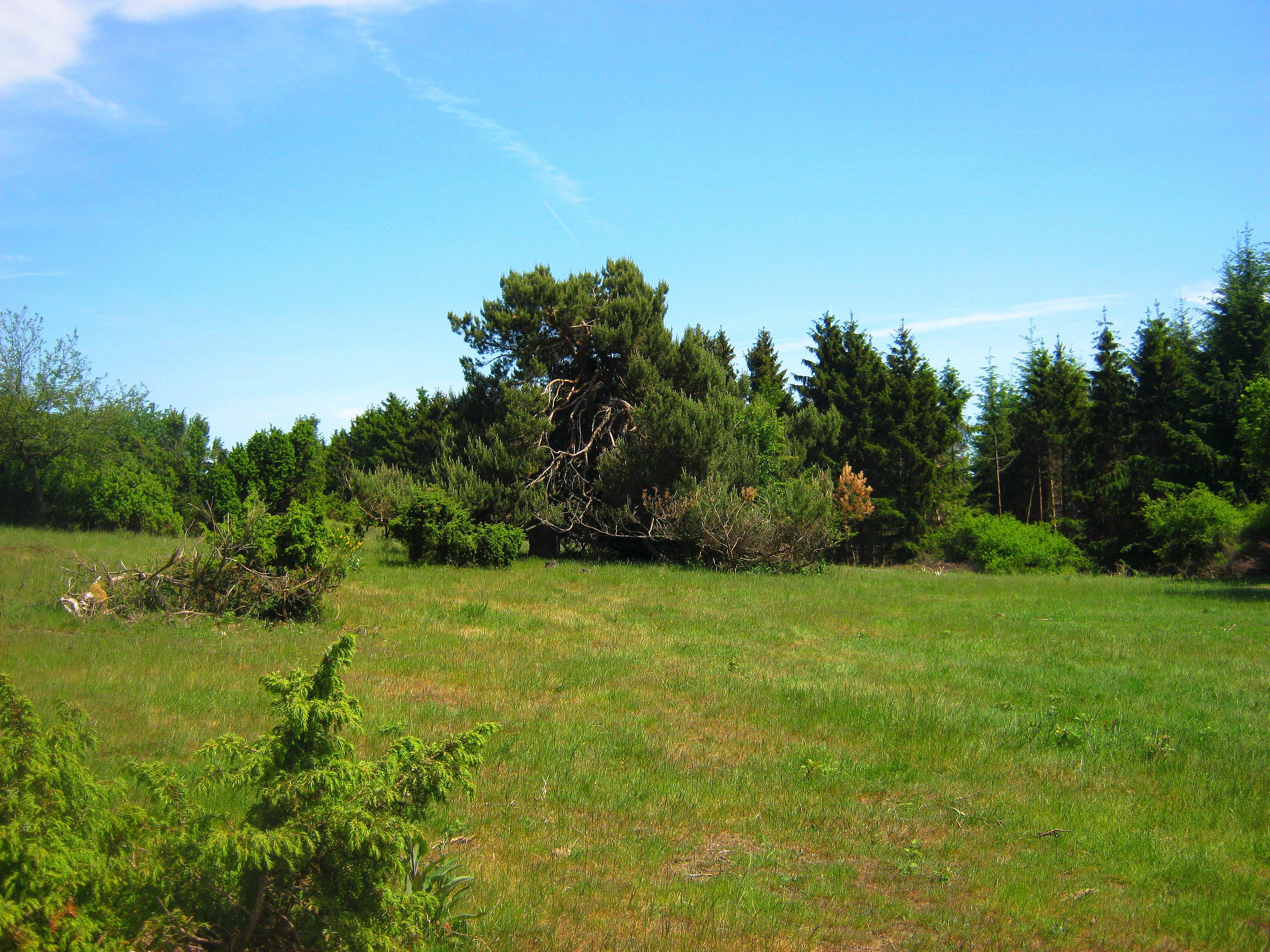 A sunny, open meadow featuring low-growing juniper bushes and a cluster of evergreen trees against a bright blue sky.