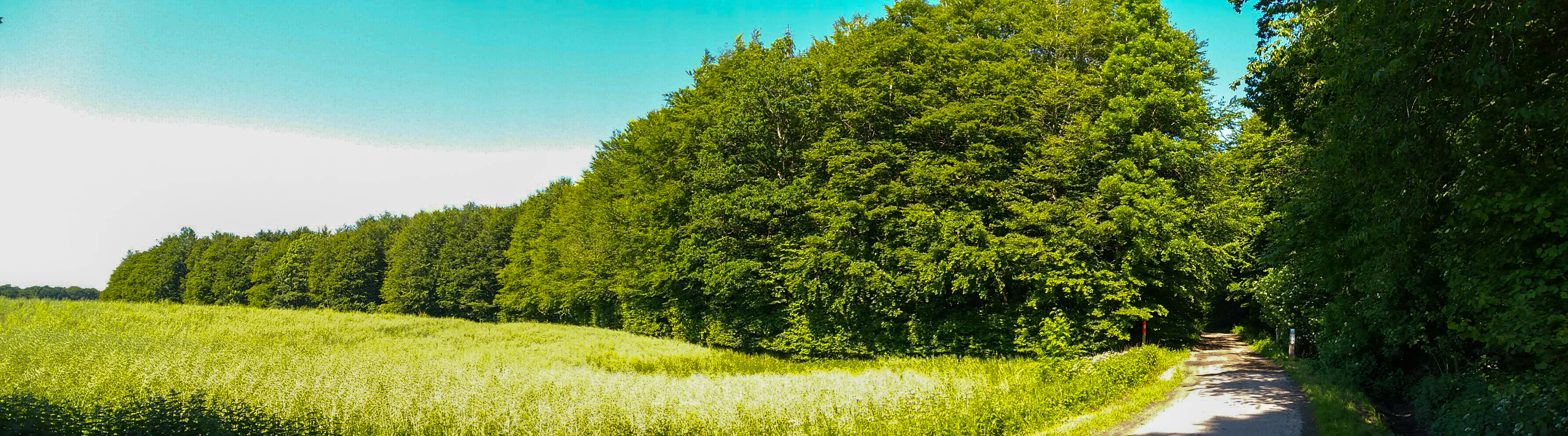 A panoramic view of a narrow path leading into a dense green deciduous forest, with a bright green field in the foreground and a blue sky with light clouds above