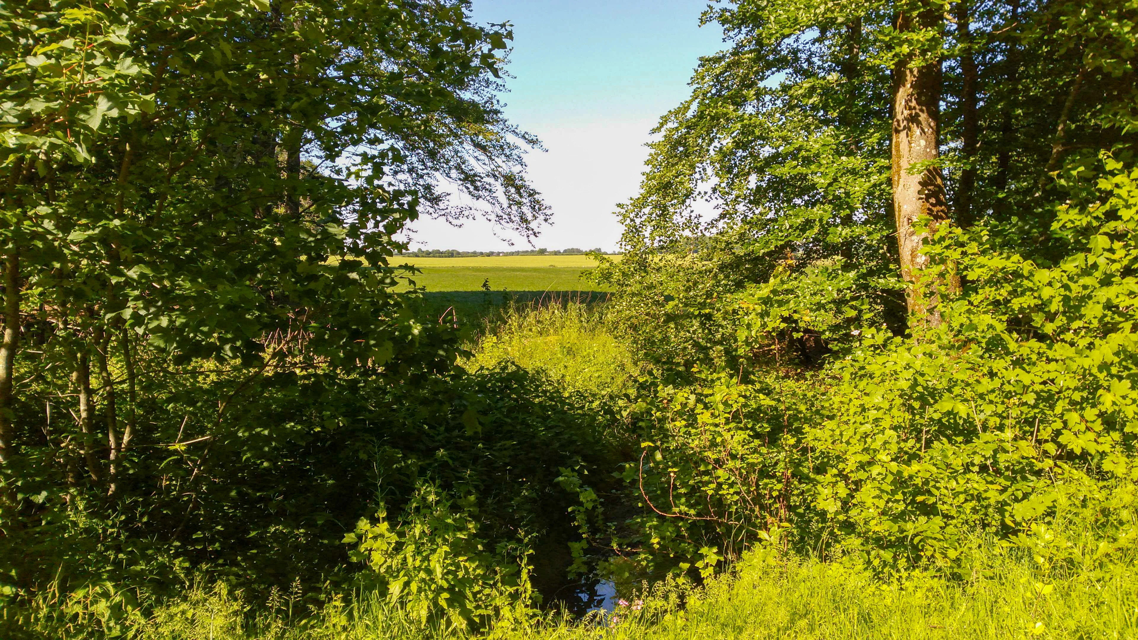A sunny view from a dense green forest looking out over a valley with a small stream and a distant field under a blue sky.