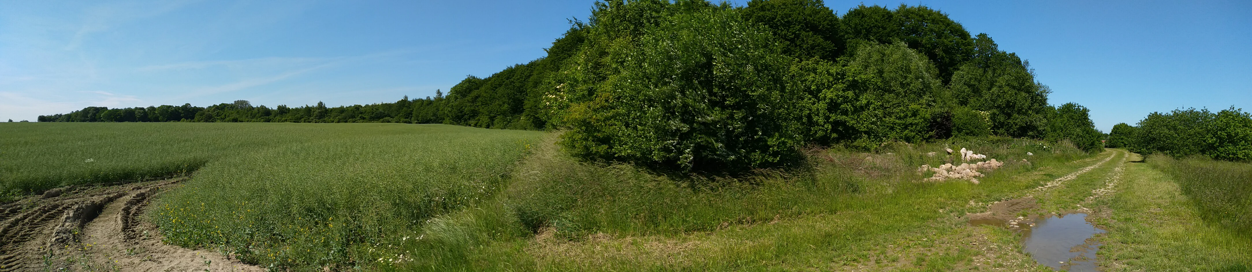 Panoramic view of a rural landscape showing a green agricultural field with tire tracks on the left, a dirt path with a small puddle on the right, and a dense line of deciduous trees forming a forest edge in the background under a clear blue sky.