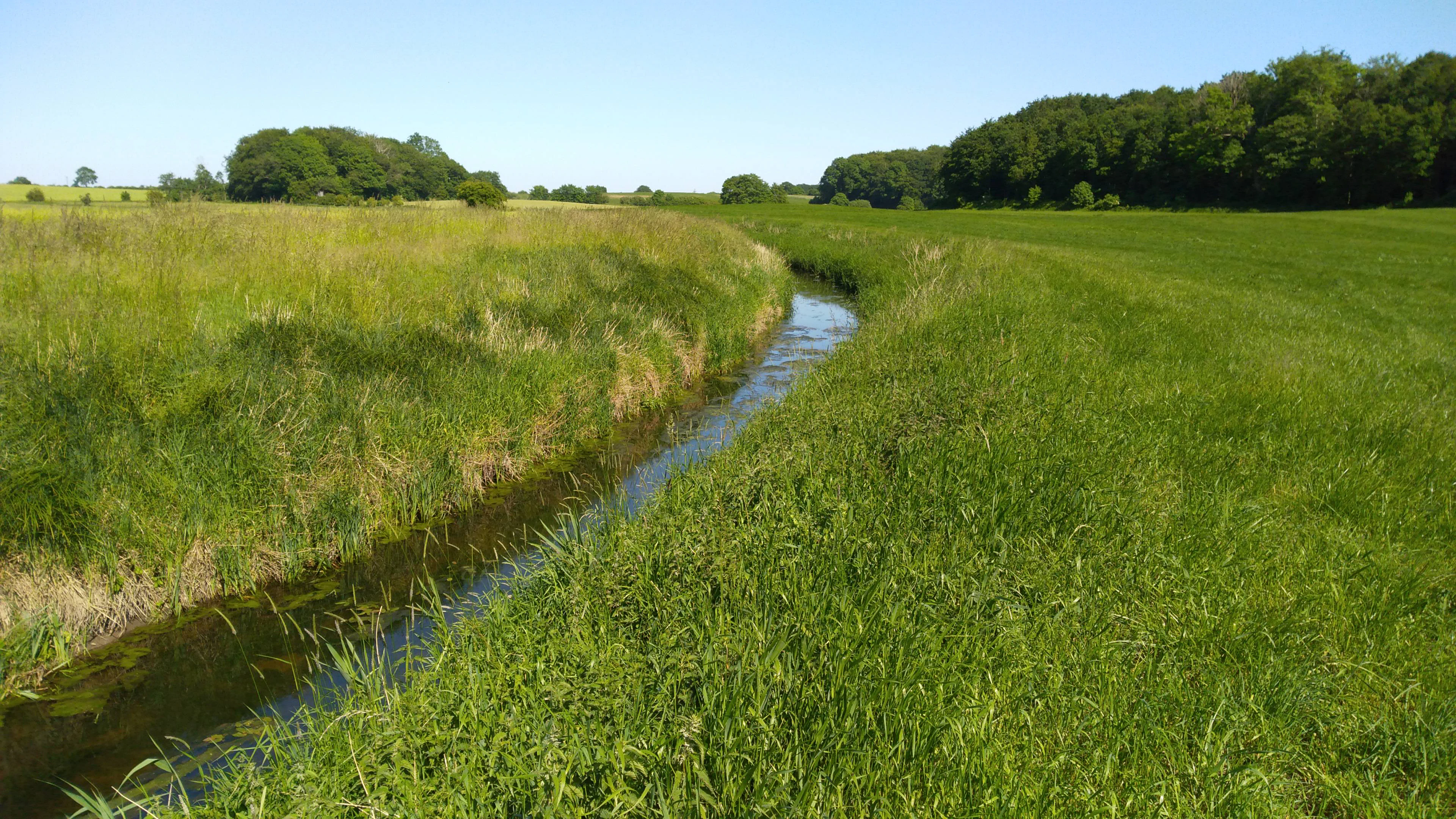 A narrow stream flows through a green grassy meadow with a forest line in the distance under a clear blue sky.