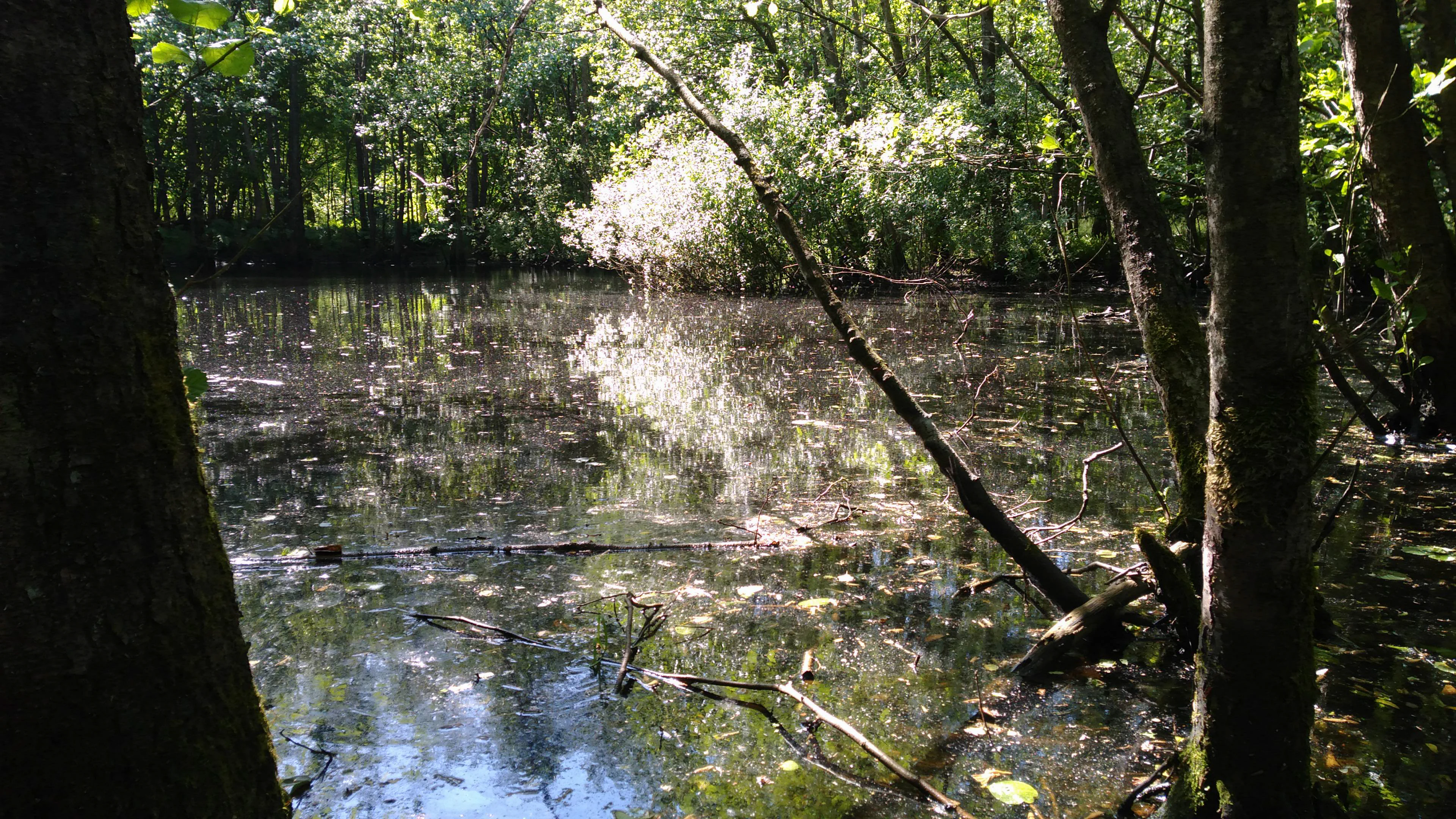 A view of a dark forest pond with floating debris, framed by tree trunks on the left and right, with sunlight illuminating the trees in the background.