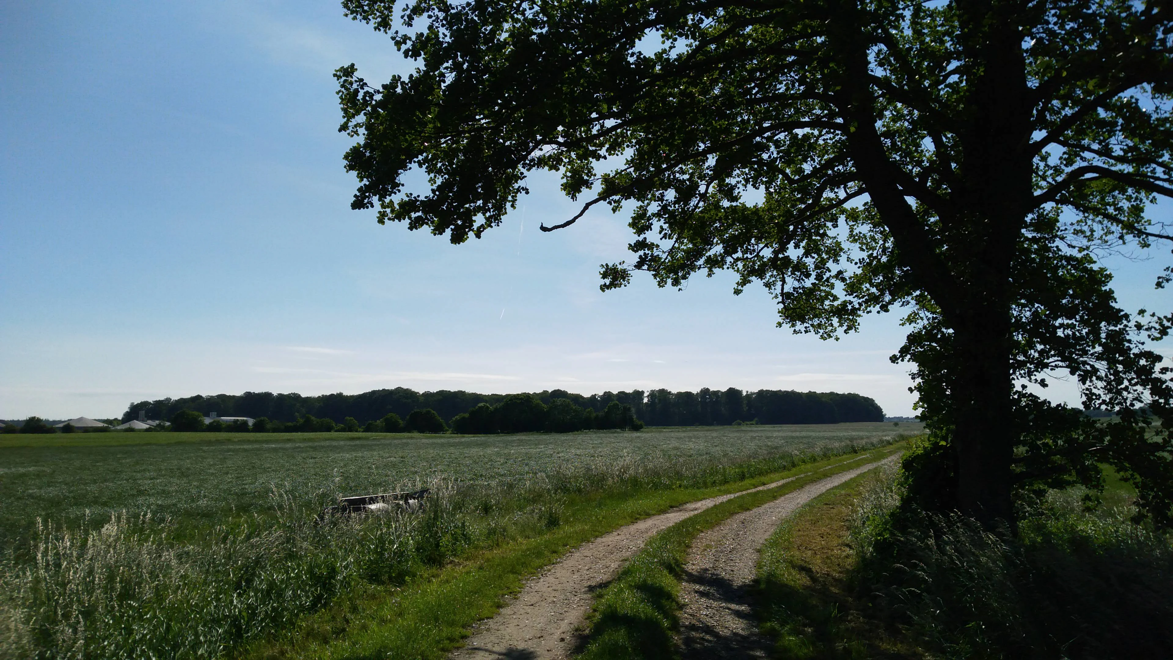 A dirt path winds through a green field with a large tree on the right and a forest line in the distance under a clear blue sky.