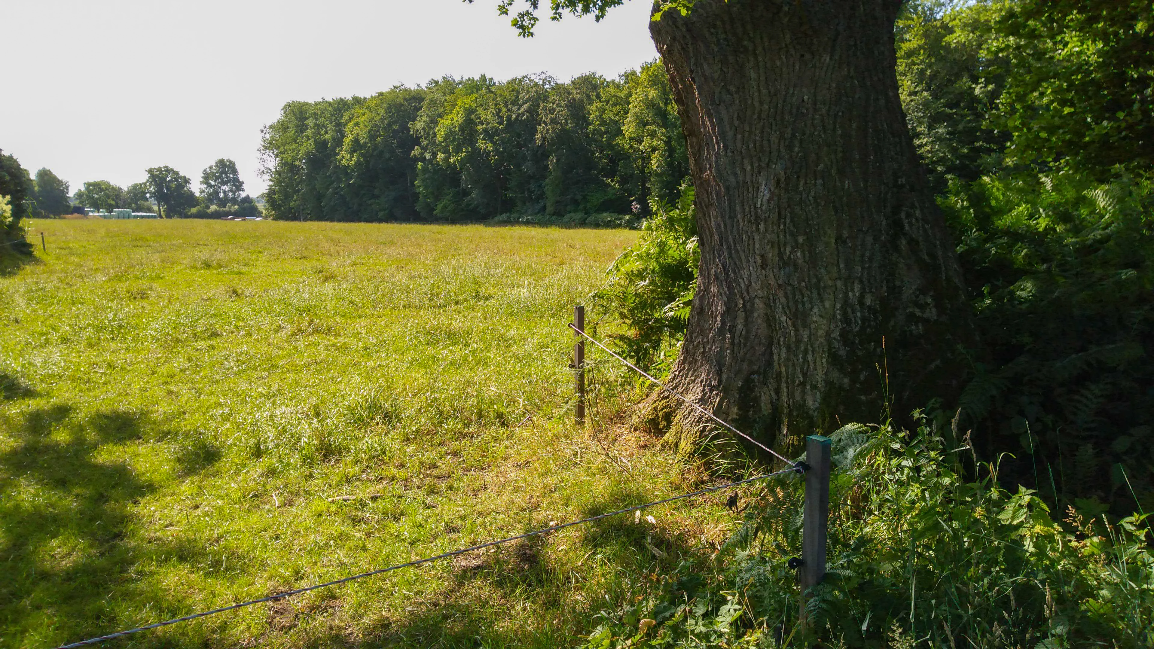 A wide view of a grassy meadow with a large old tree in the foreground and a dense line of trees in the background, bordered by a wire fence.