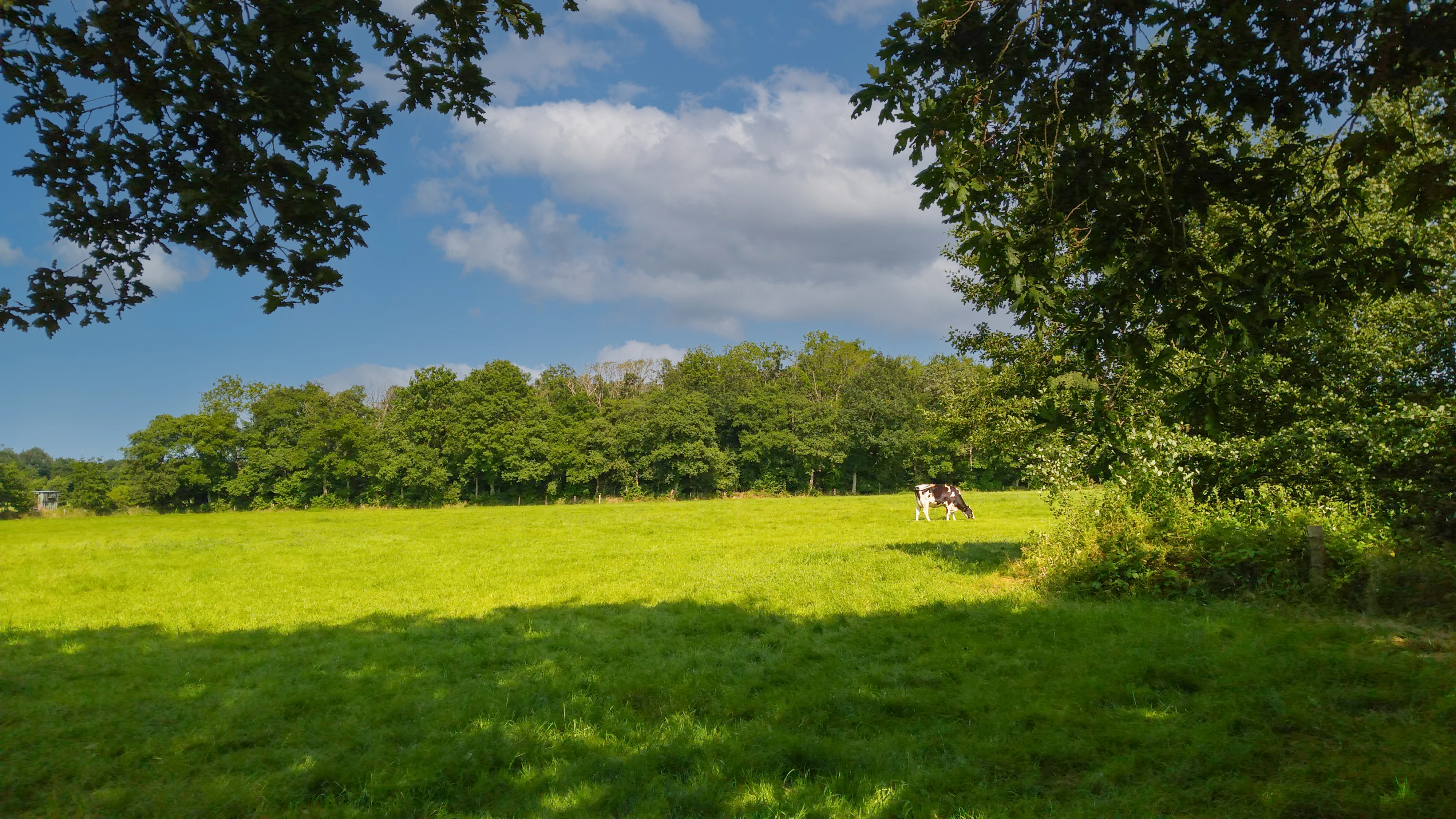 A sunny, open green meadow in the foreground with mature trees bordering a distant forest edge under a blue sky with scattered clouds.