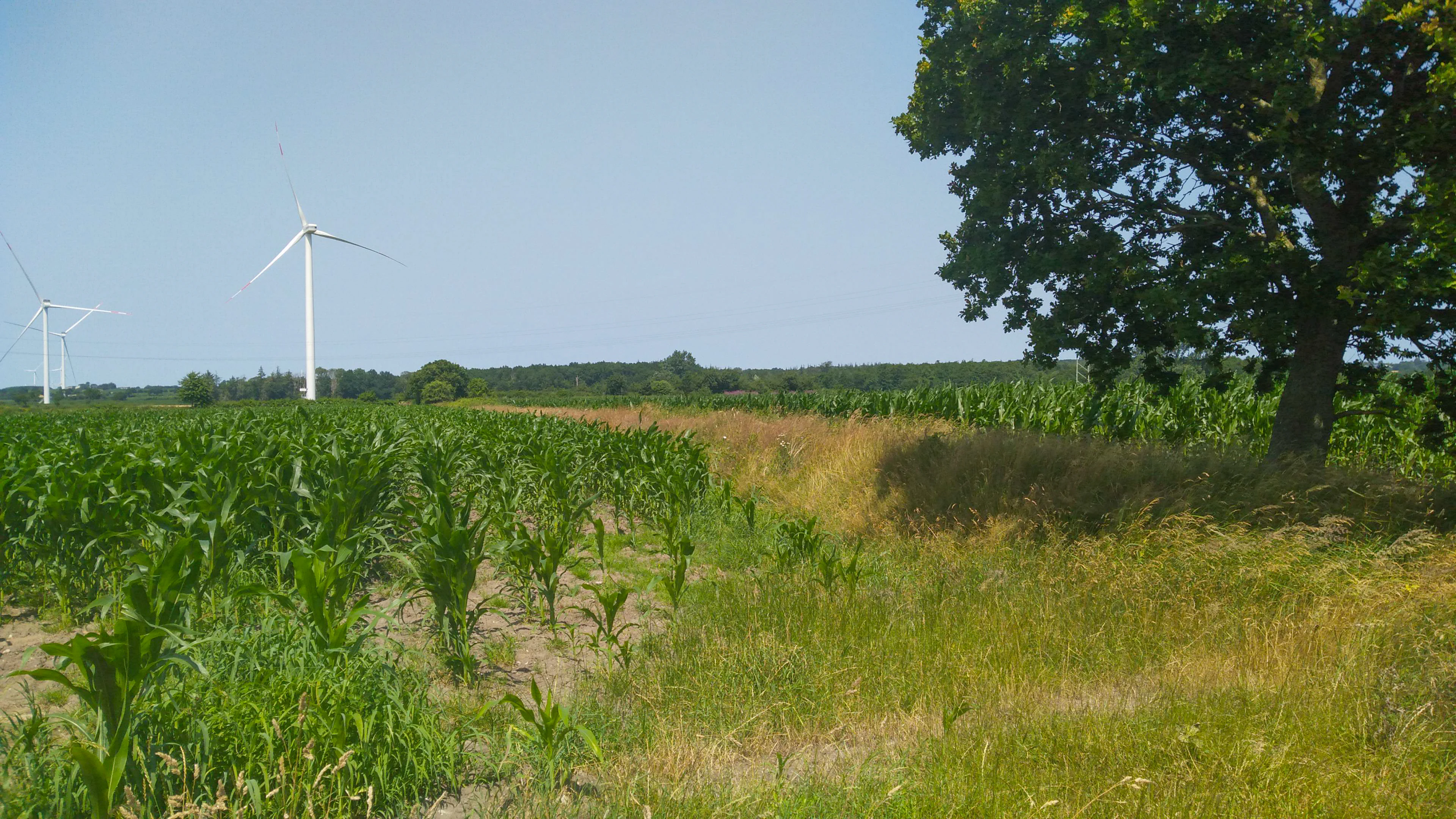 A wide, sunny field of green crops adjacent to a grassy path and a large tree, with wind turbines visible on the horizon.