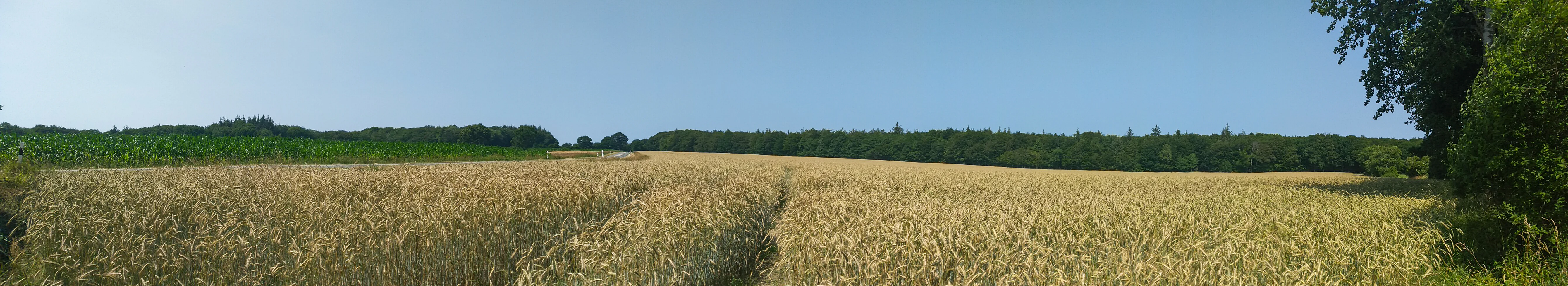Wide panoramic shot of a golden wheat field in the foreground, with a dense green forest line in the background under a clear blue sky.