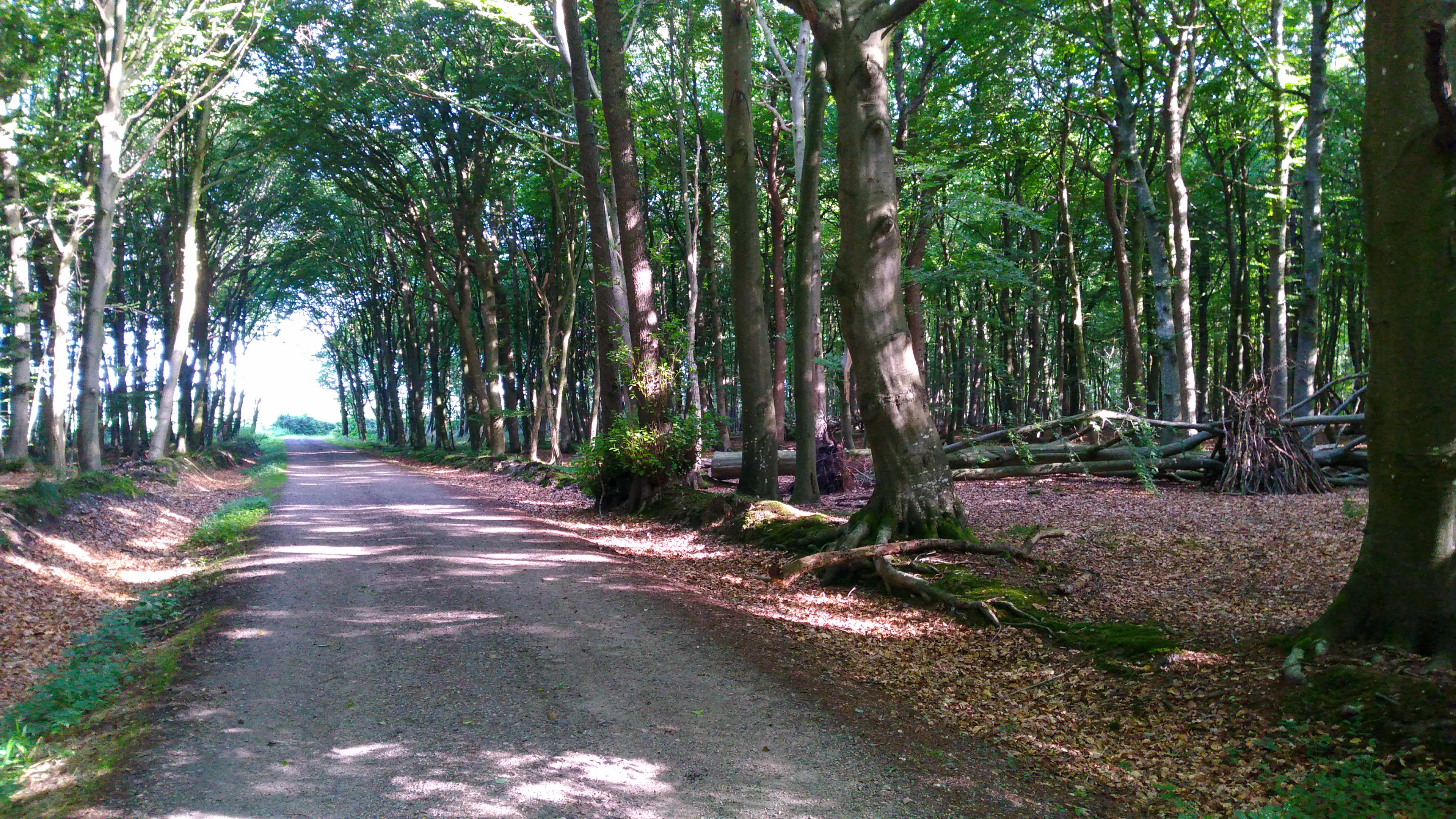 A dirt path flanked by tall, mature deciduous trees creating a shaded canopy, with forest floor covered in autumn leaves and visible roots of large tree trunks to the right.
