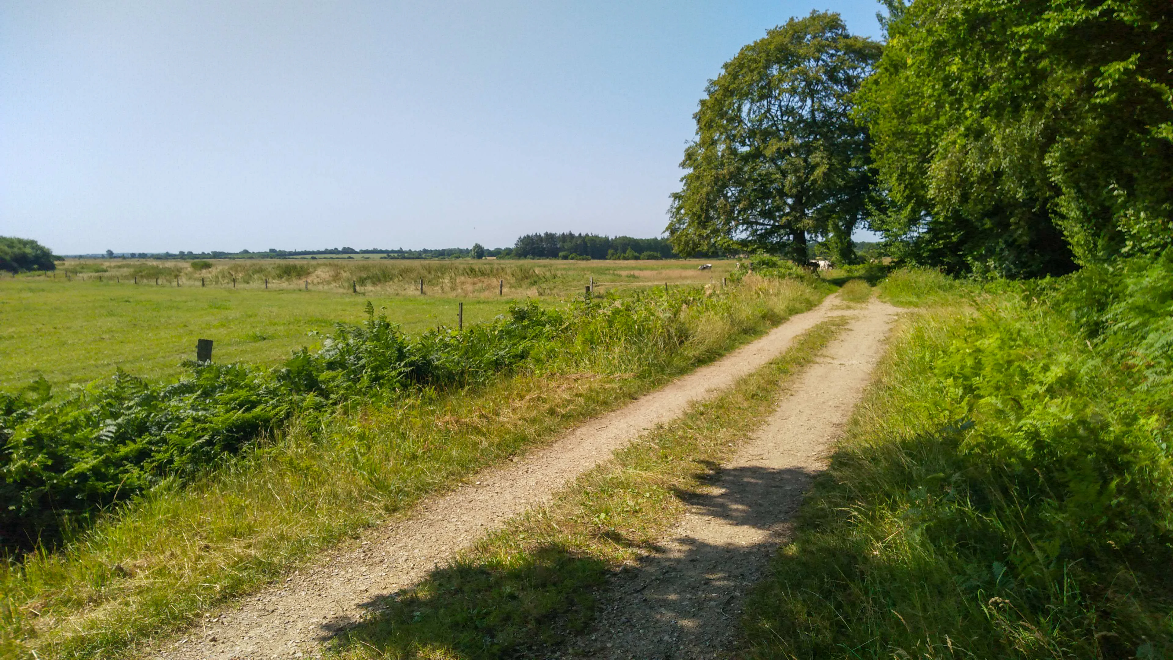 A dirt hiking path leading into the distance, with a lush green forest on the right and an open pasture with a wire fence on the left.