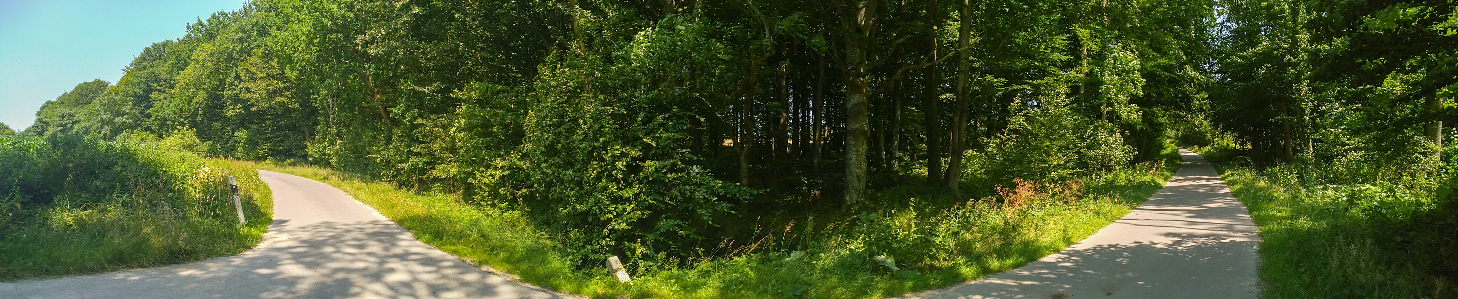 A panoramic view of a paved forest trail winding through a dense green forest, featuring trees on both sides and grassy borders.