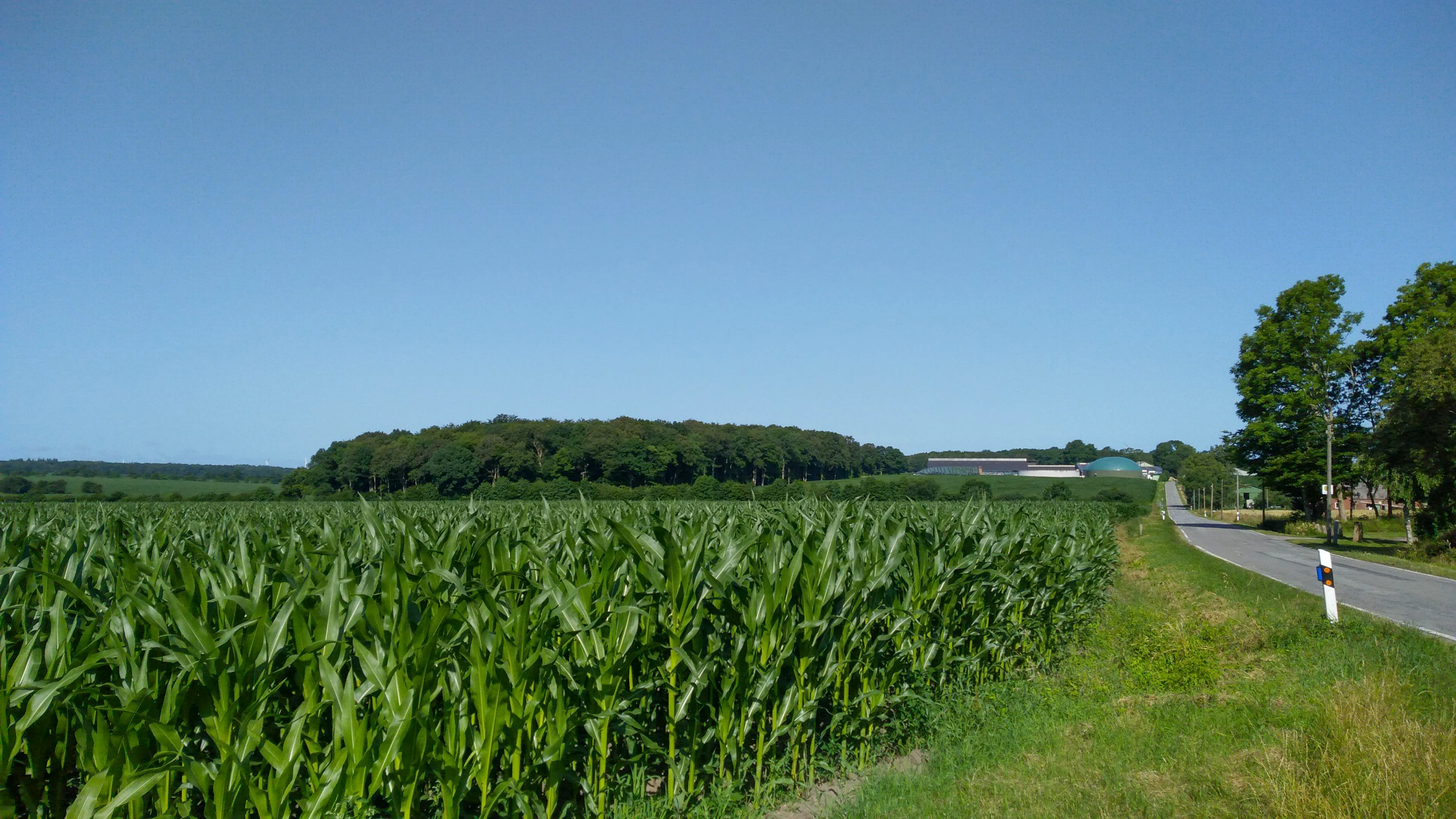 A wide view of a cornfield next to a road, with a dense forest in the background under a clear blue sky.
