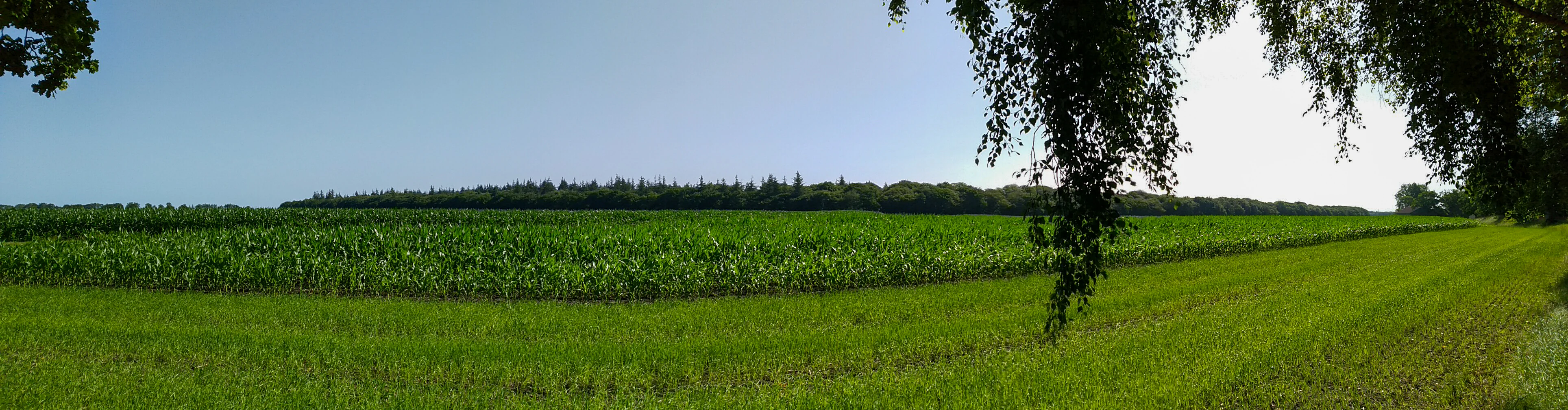 Panoramic landscape showing a field of tall green crops, likely corn, bordered by a dense line of trees in the distance, with overhanging tree branches in the foreground right.