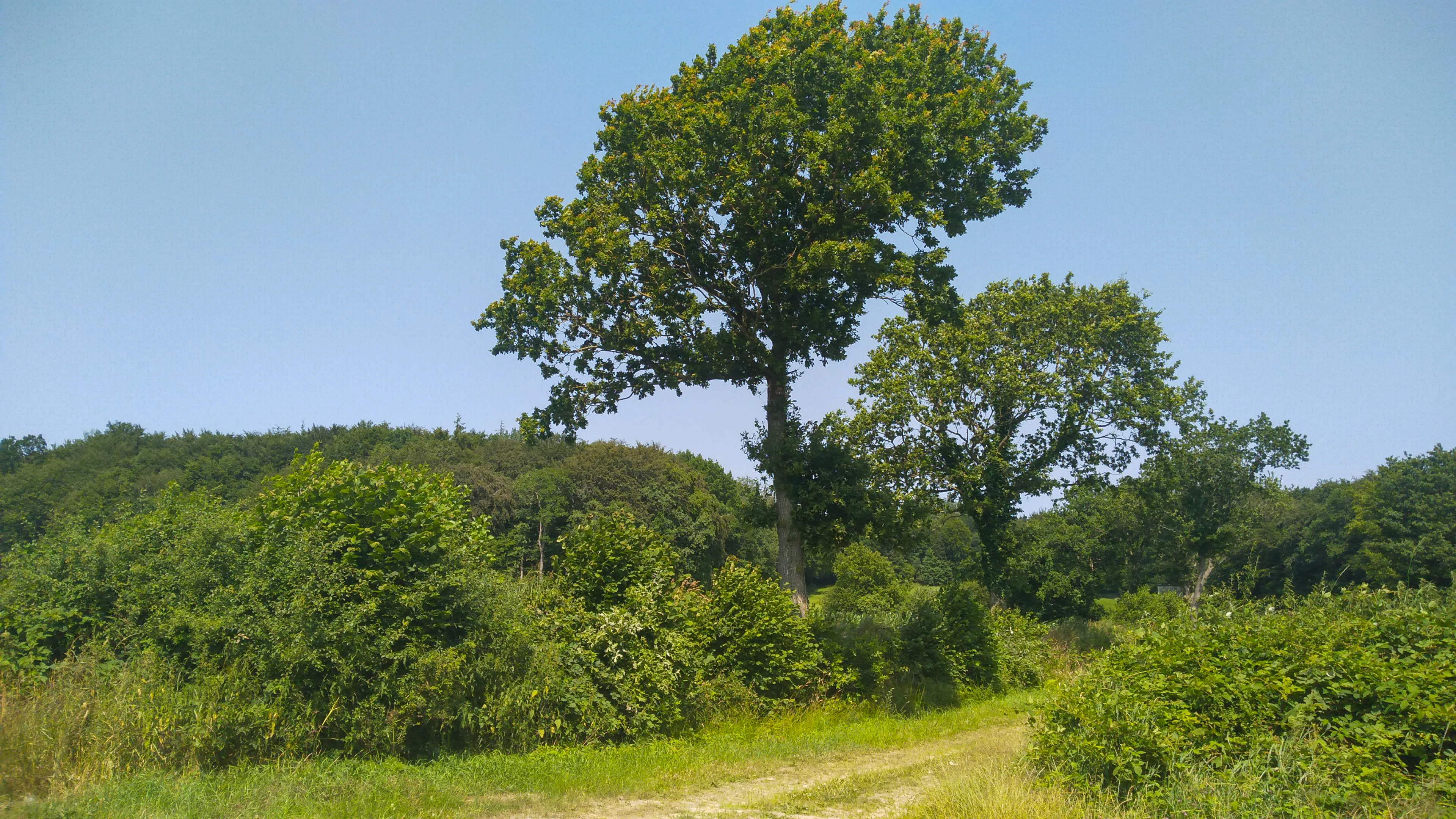 A dirt track winds through a lush, green deciduous forest landscape under a clear blue sky, with prominent mature trees in the foreground.