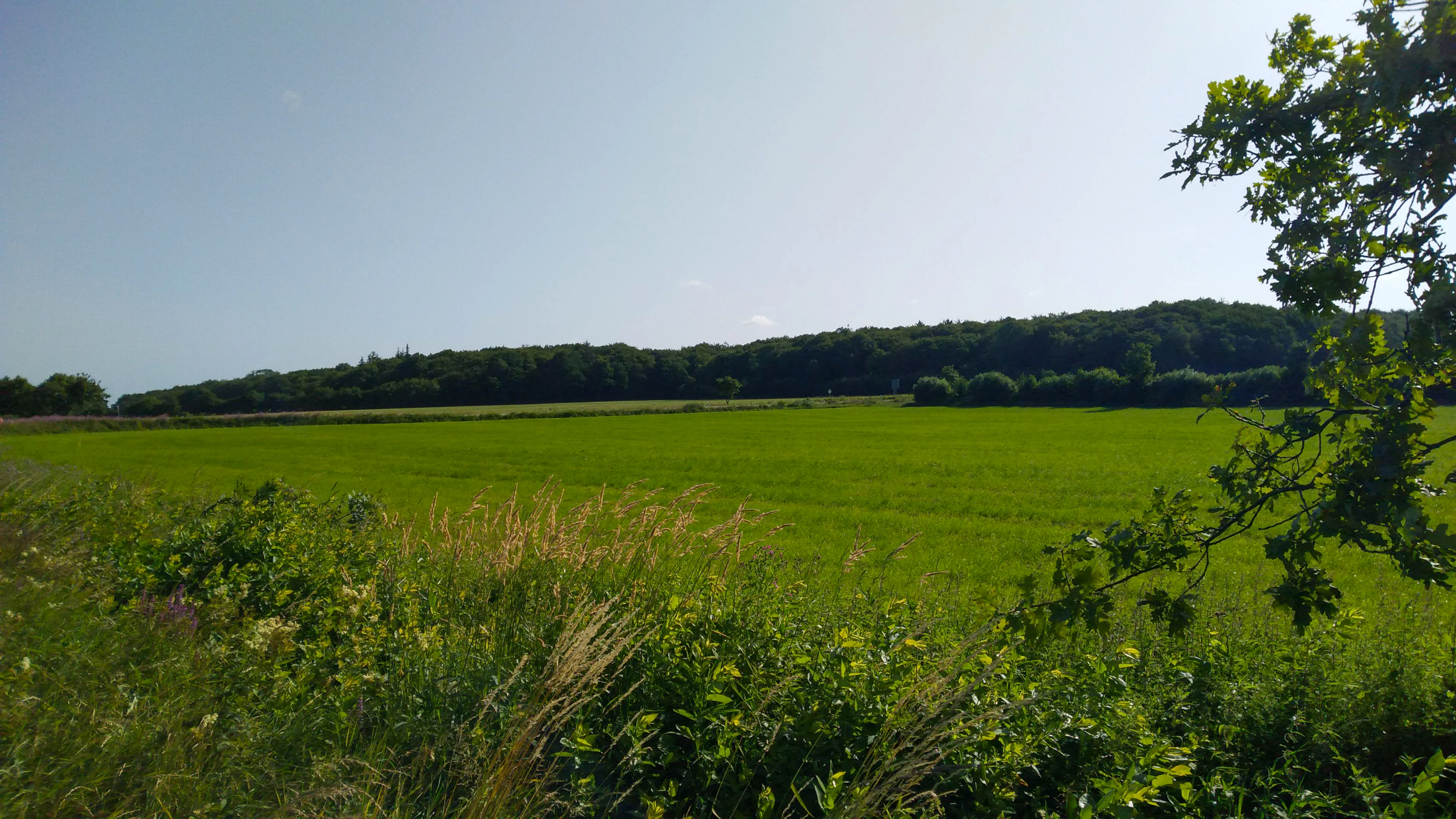 A wide view of a green meadow in the foreground leading to a dense line of trees on the horizon under a clear sky.