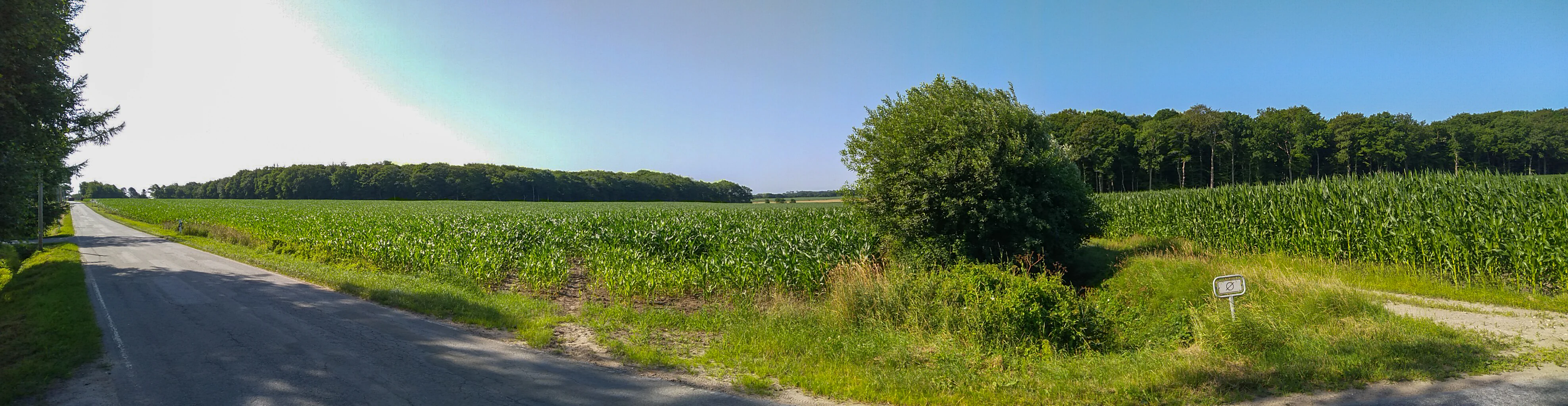 A panoramic outdoor view showing a paved road on the left, a large green corn field in the center, and a dense line of mature forest in the background under a clear sky.