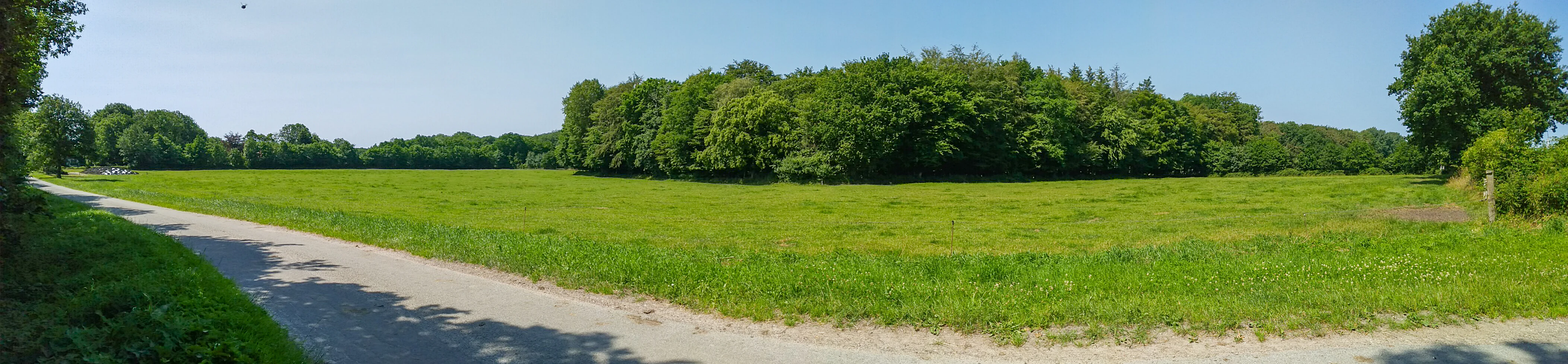 A panoramic view of a lush green meadow leading toward a dense line of deciduous trees under a clear blue sky, with a dirt path curving through the foreground.