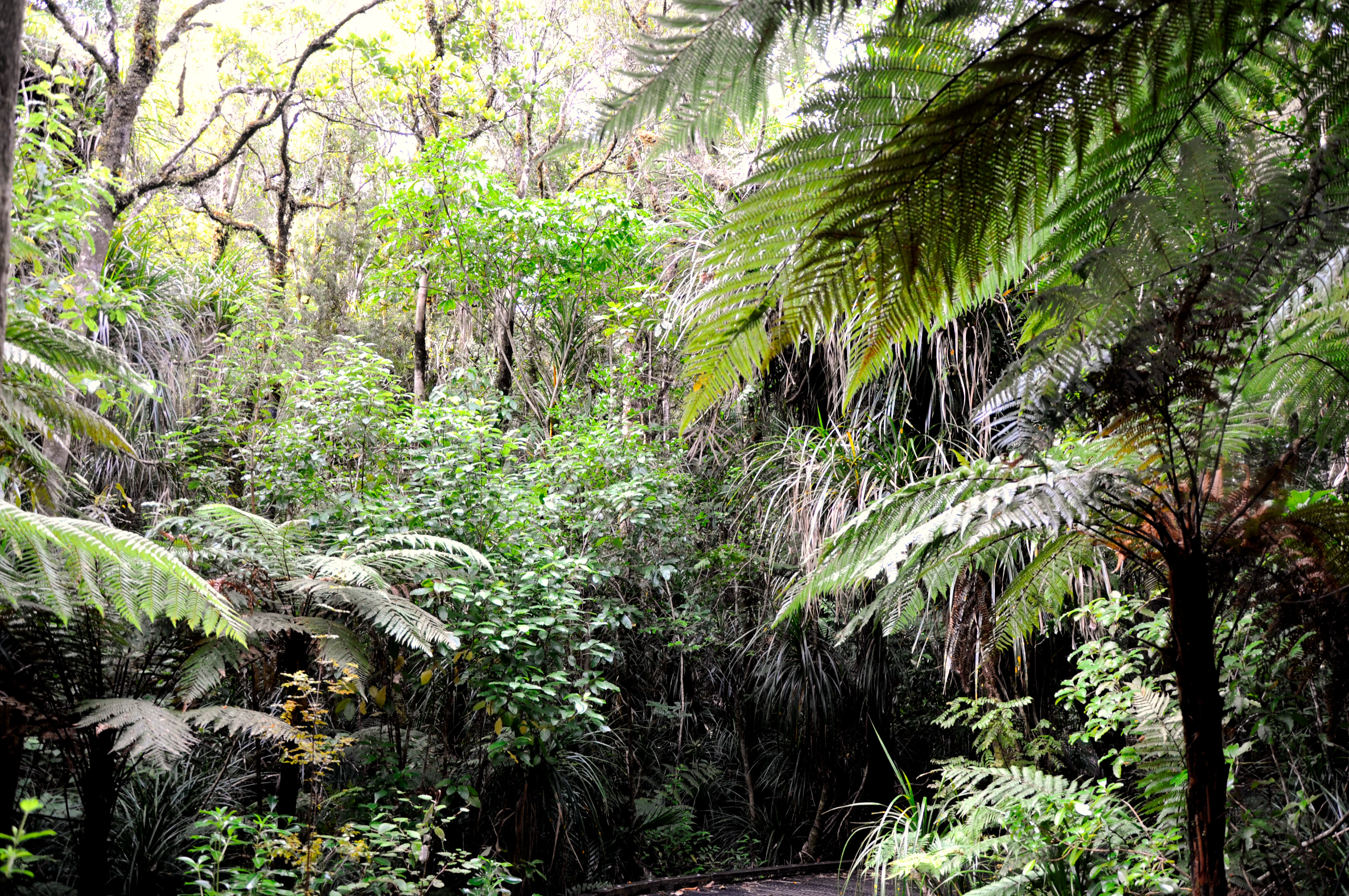 Un interior de bosque denso y frondoso, con grandes frondas de helecho plateado y una variada vegetación espesa bajo el dosel de los árboles.
