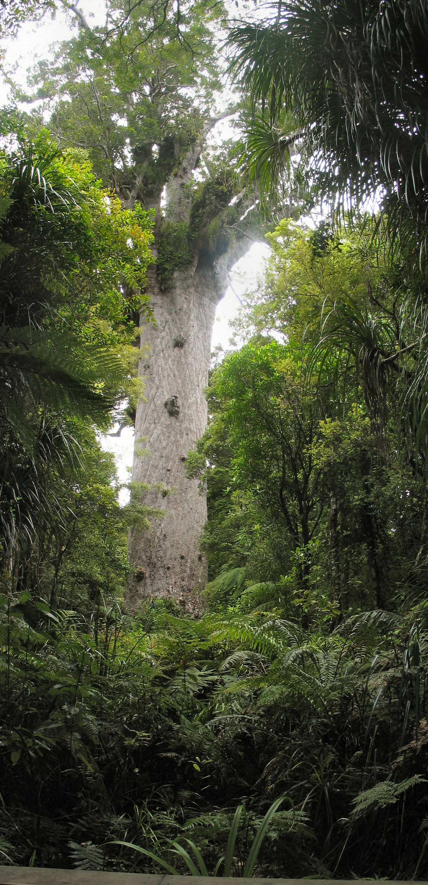 Un imponente y antiguo árbol kauri, con un tronco masivo, liso y de color claro, que se eleva sobre la exuberante y densa vegetación de la selva circundante.