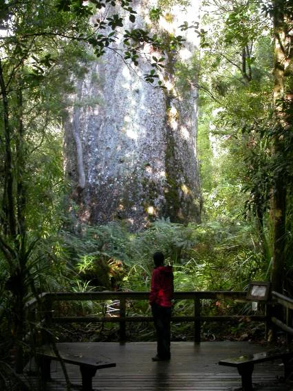 Una persona con chaqueta roja se encuentra en una plataforma de observación de madera mirando hacia arriba el tronco masivo y texturizado de un imponente árbol kauri dentro de un bosque denso.