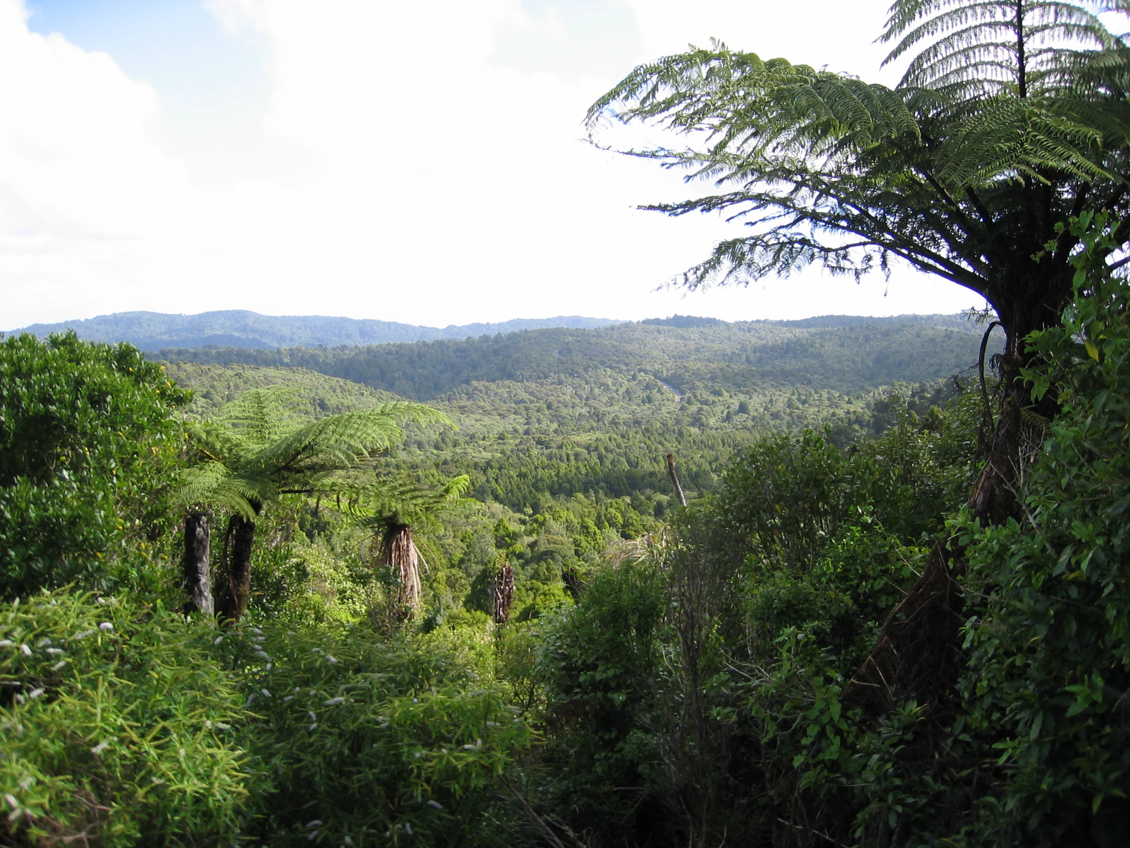 A wide, eye-level landscape shot of a lush, green forest canopy in the Waitākere Ranges, featuring prominent silver ferns in the foreground and rolling hills in the background under a cloudy sky.
