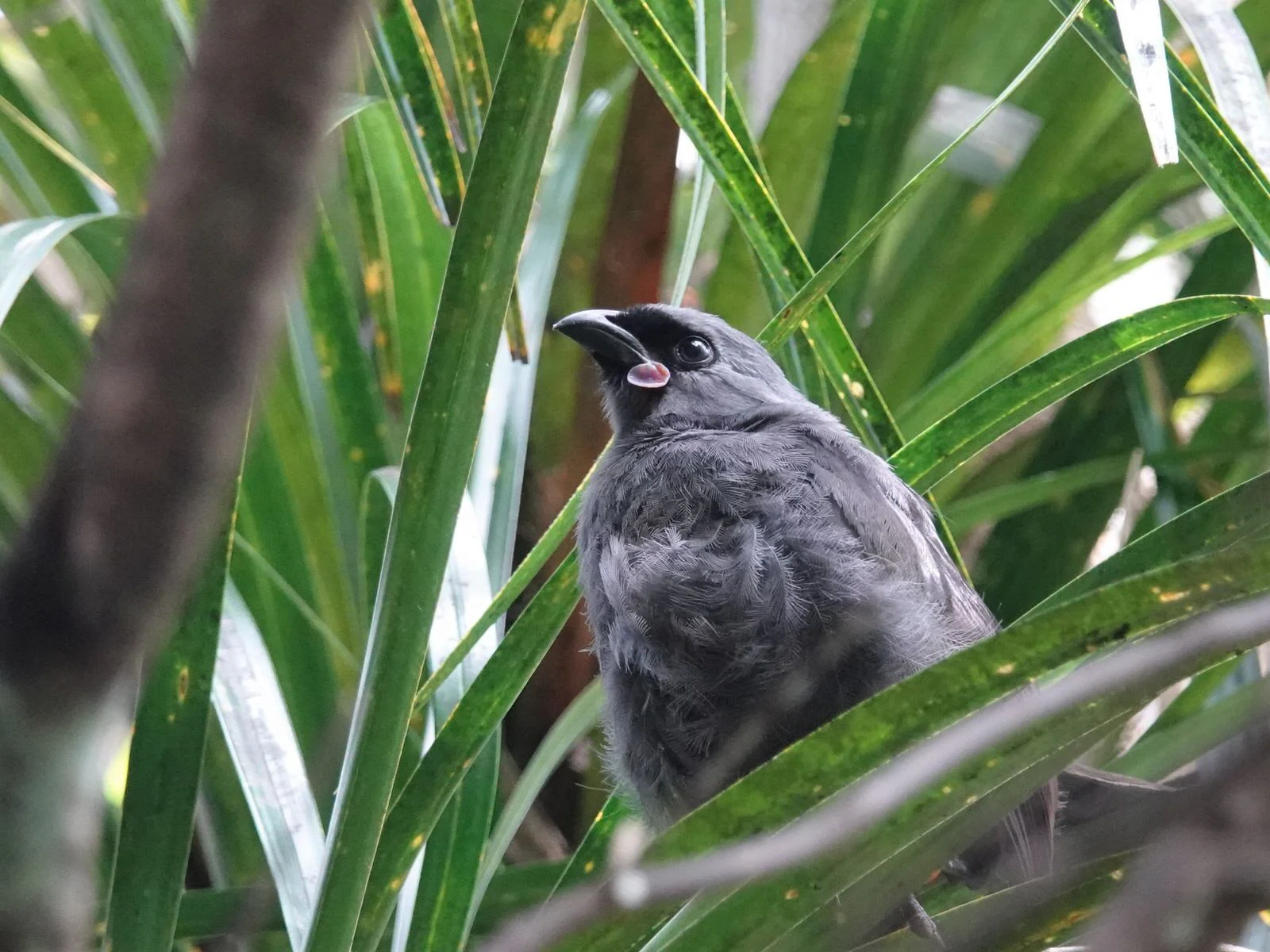 A grey kōkako bird with a distinctive blue wattle perching among long green leaves.