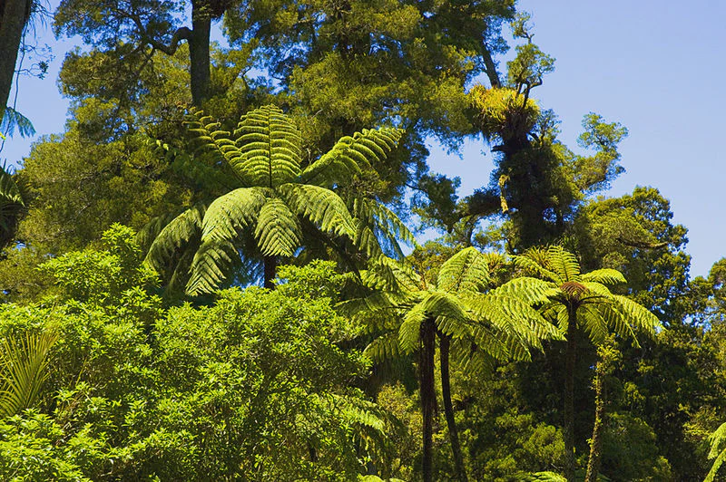 A dense view of a temperate forest canopy with several large silver ferns clearly visible in the midground against a background of deep green trees and blue sky.